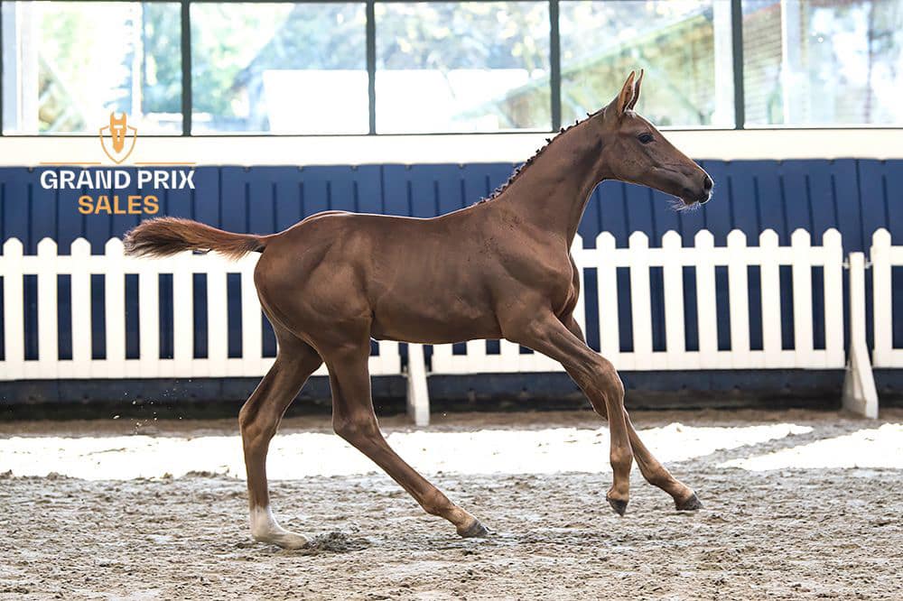 Thumbnail Moria von der Mittelerde