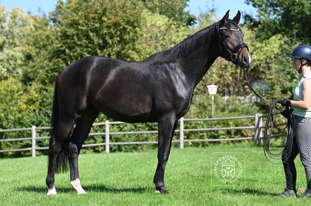 Thumbnail Frodo von der Mittelerde