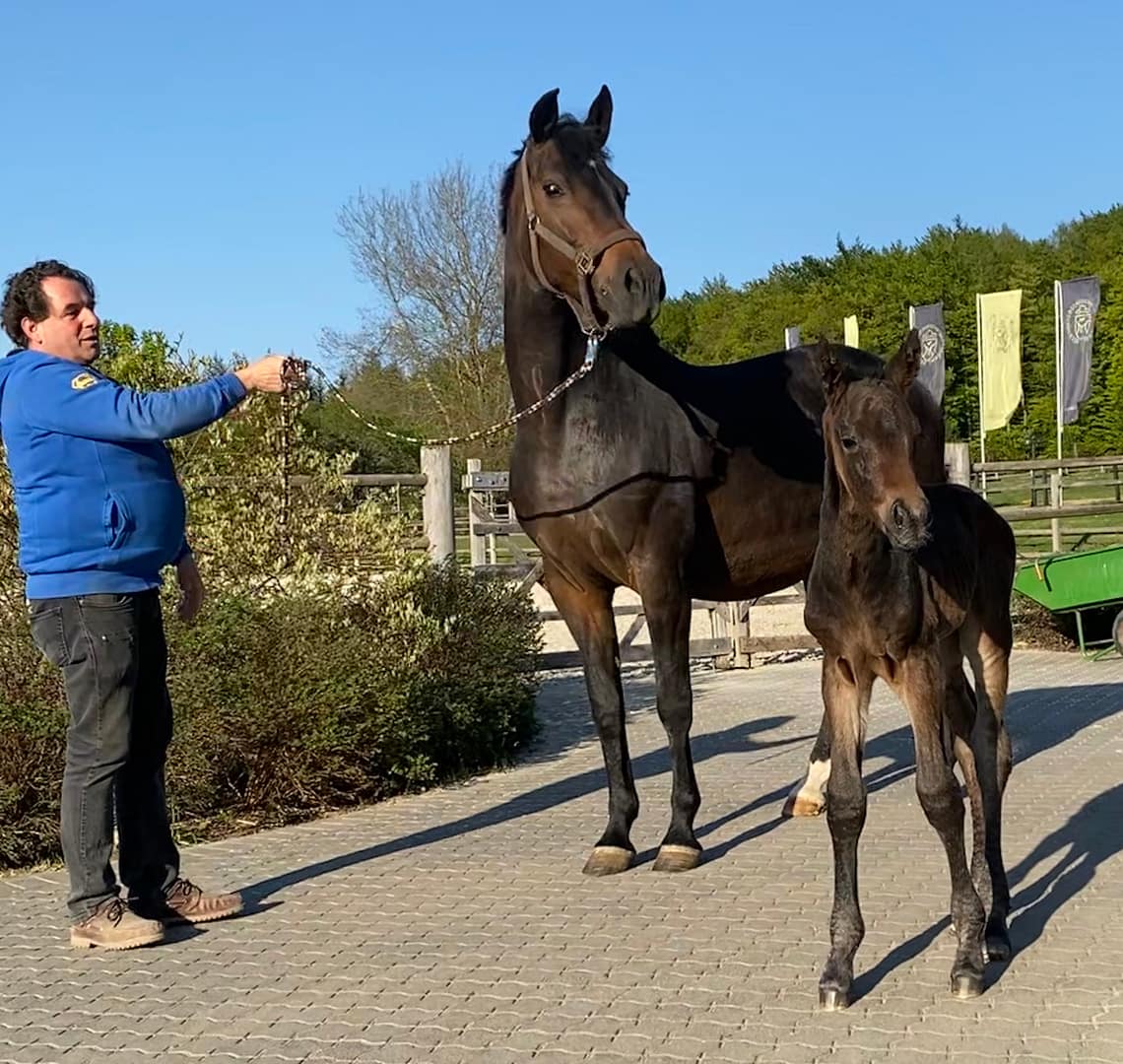 Thumbnail Bonamé von der Mittelerde