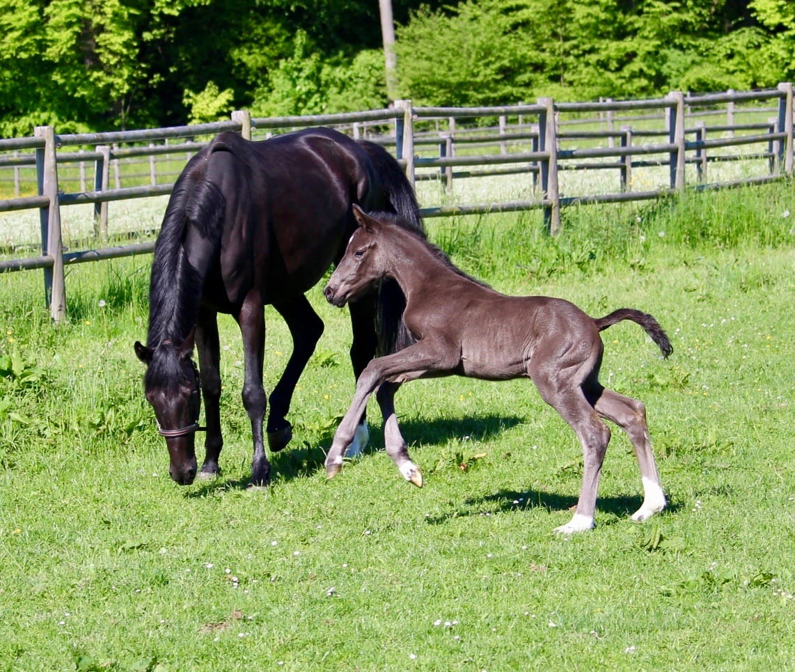 Thumbnail Big Easy I ME