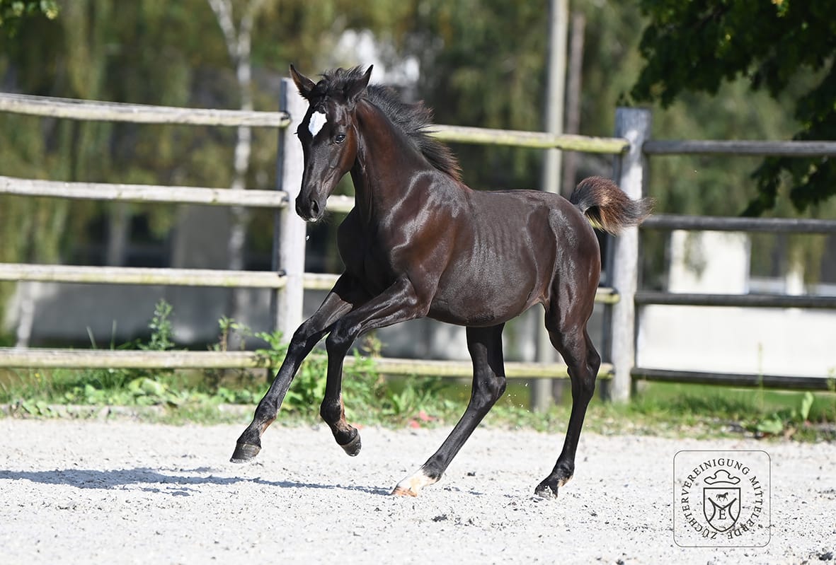 Thumbnail Galador von der Mittelerde