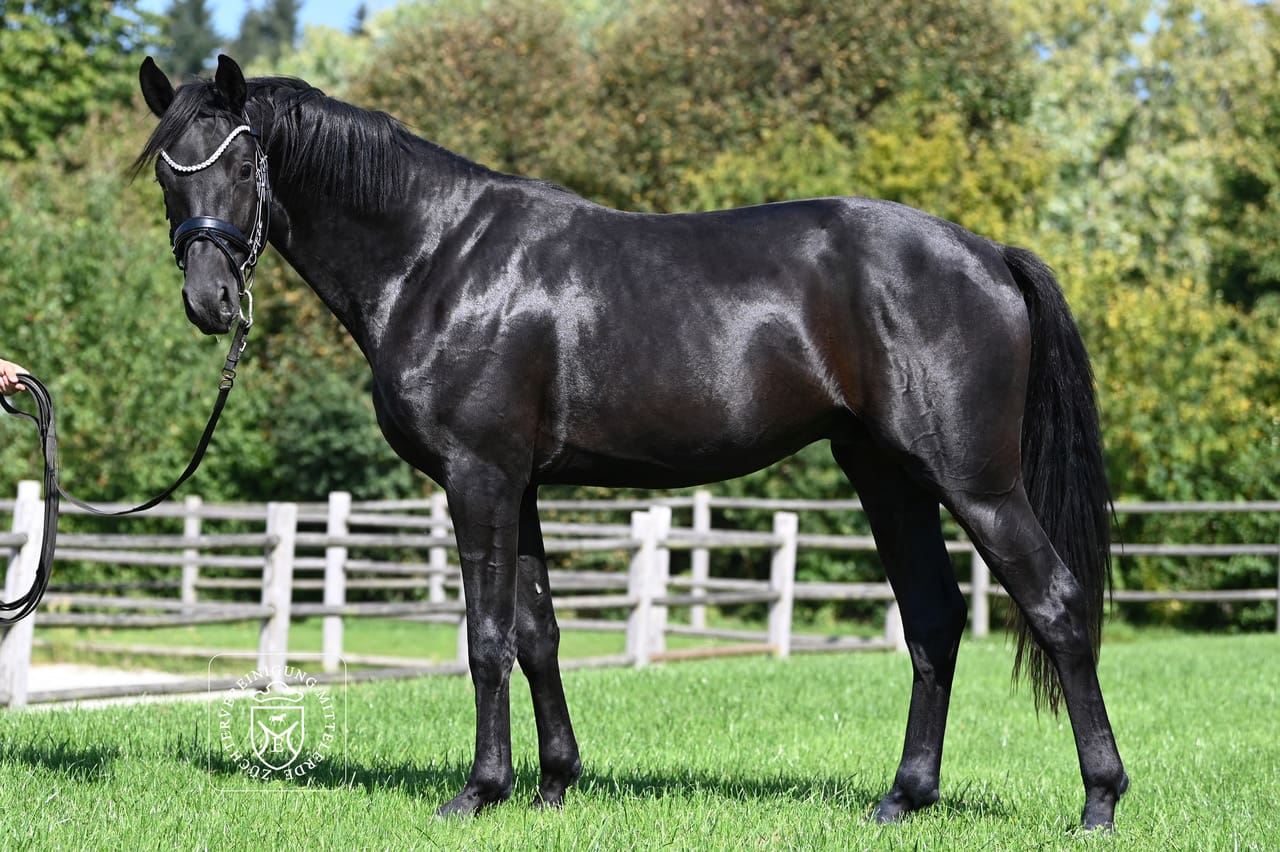 Thumbnail Bilbo von der Mittelerde