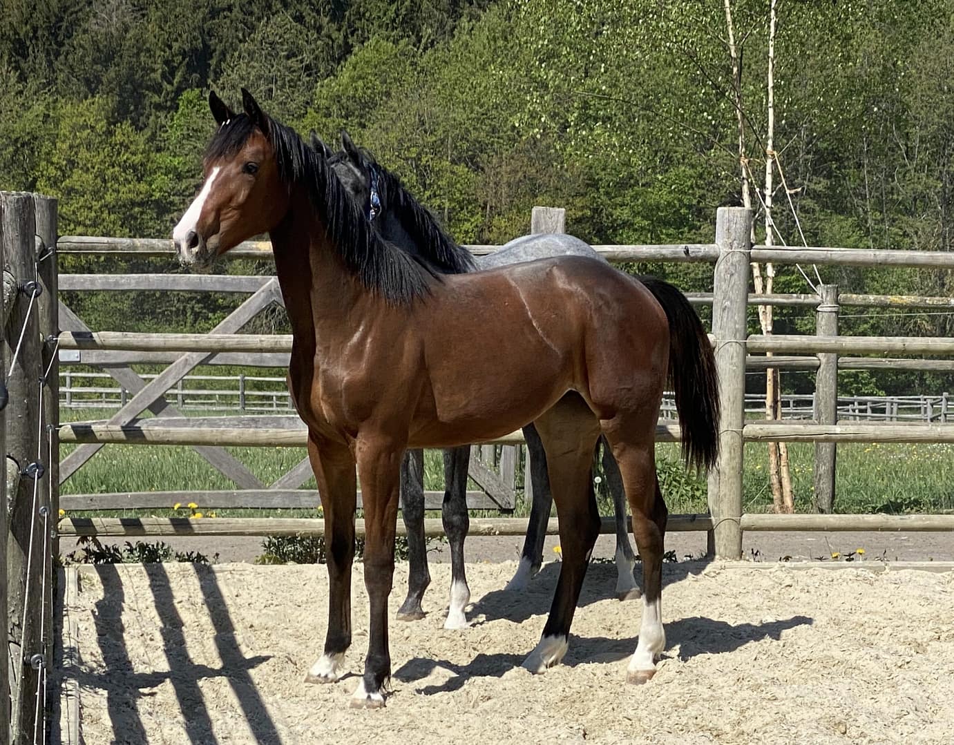 Thumbnail Jolly Girl II Kervec