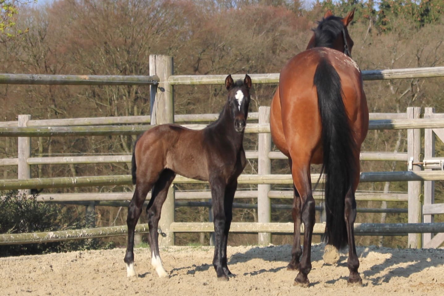 Thumbnail My Fantasy ME