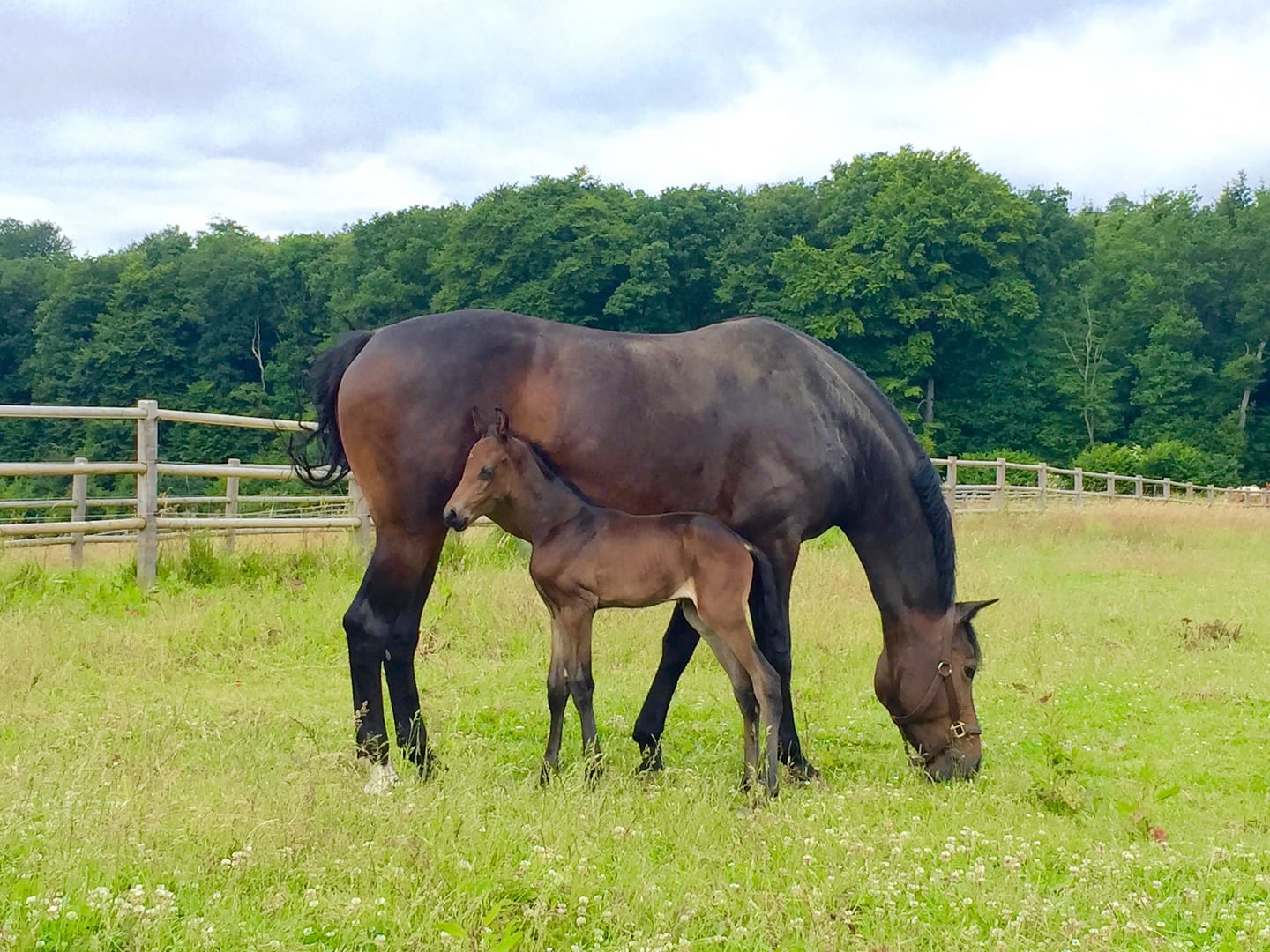 Thumbnail Forever ME