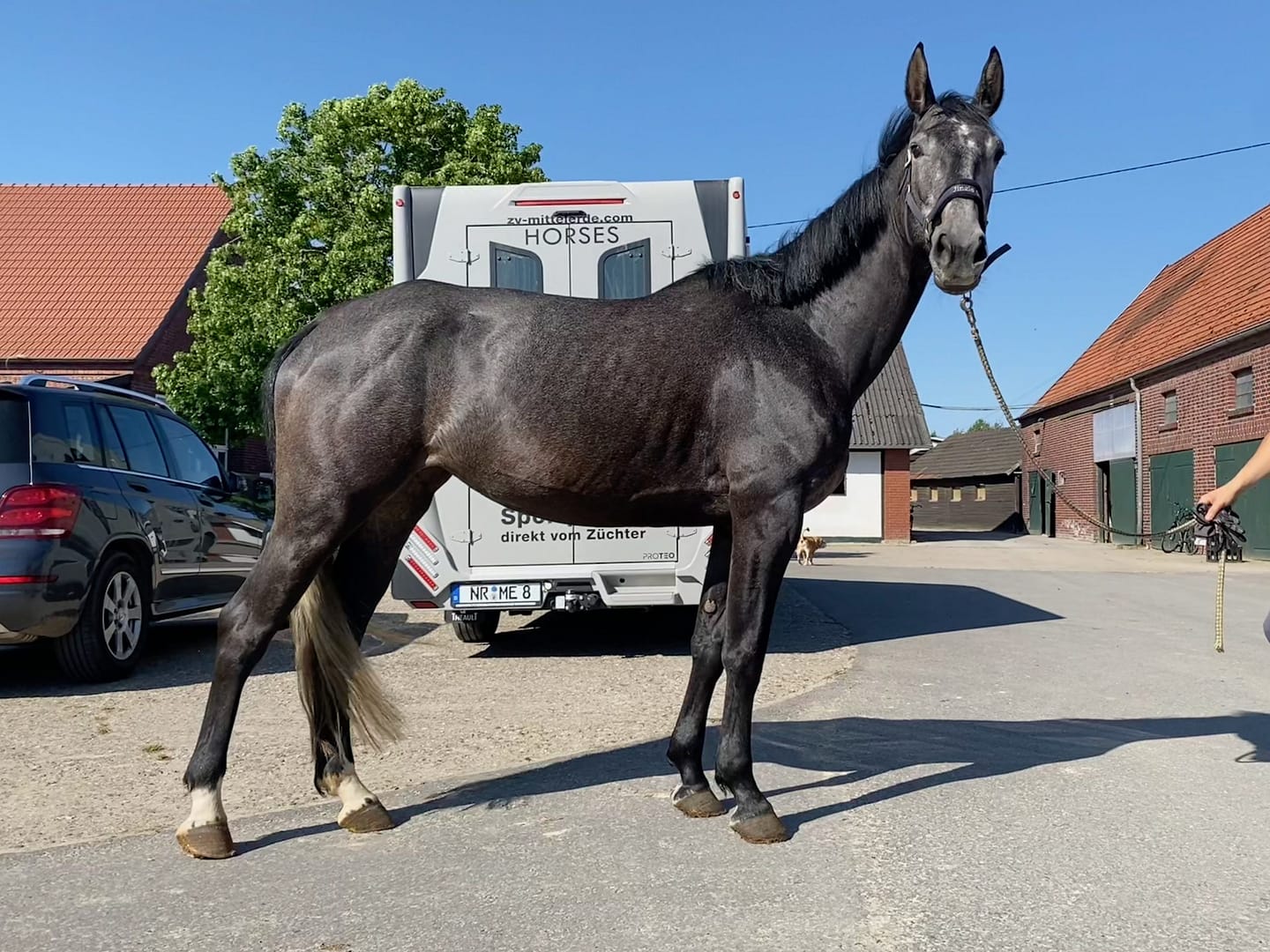 Thumbnail Jingle Star Kervec