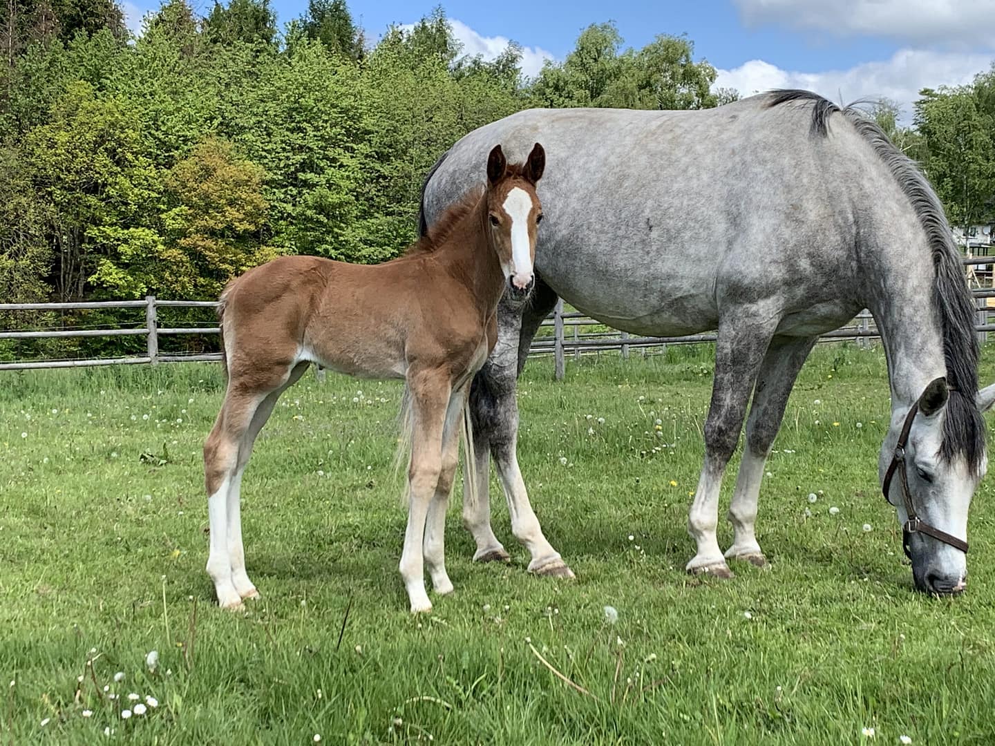 Thumbnail Ucella Blue ME