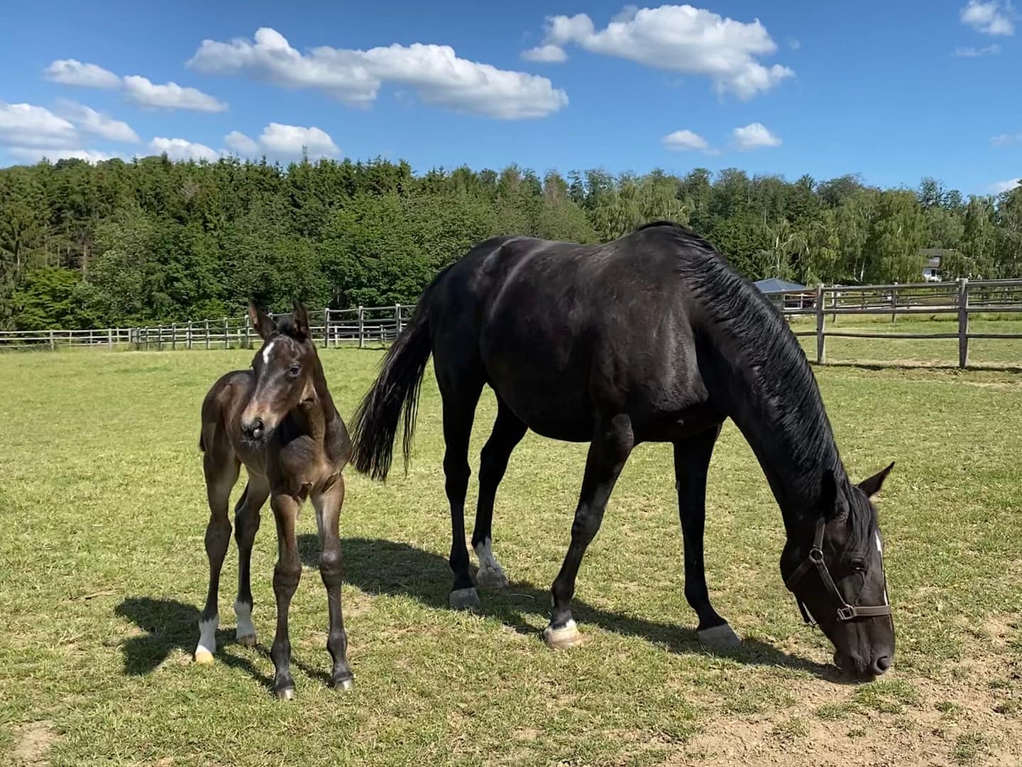 Thumbnail Tolkien von der Mittelerde