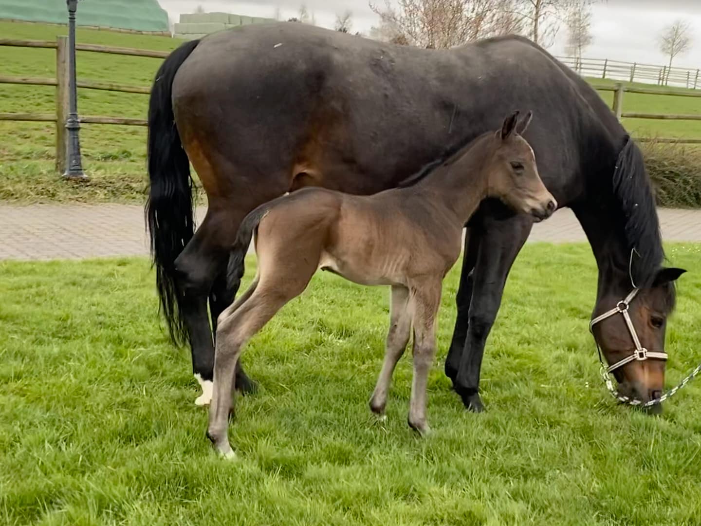 Thumbnail Faramir von der Mittelerde