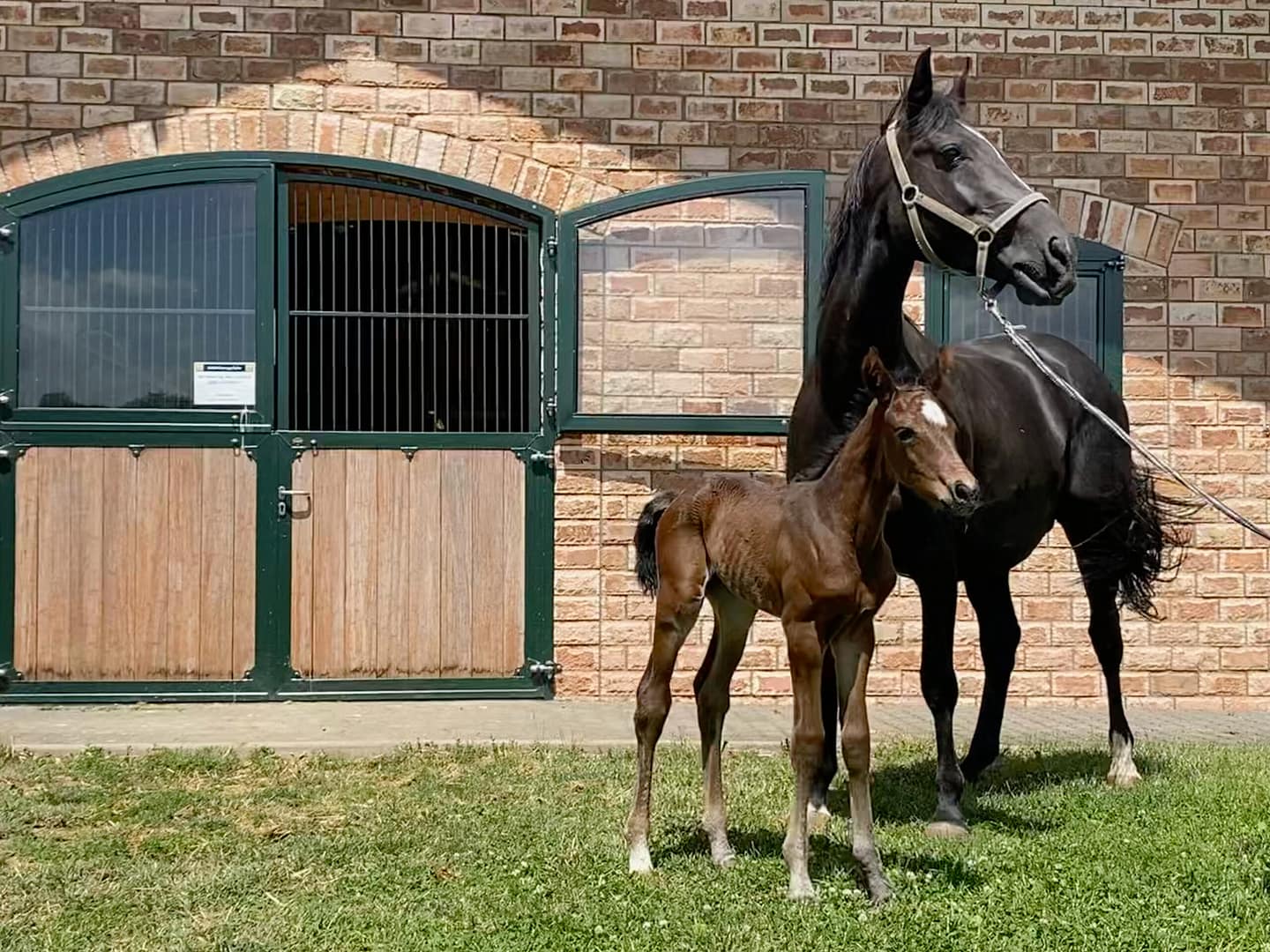 Thumbnail Ustina von der Mittelerde