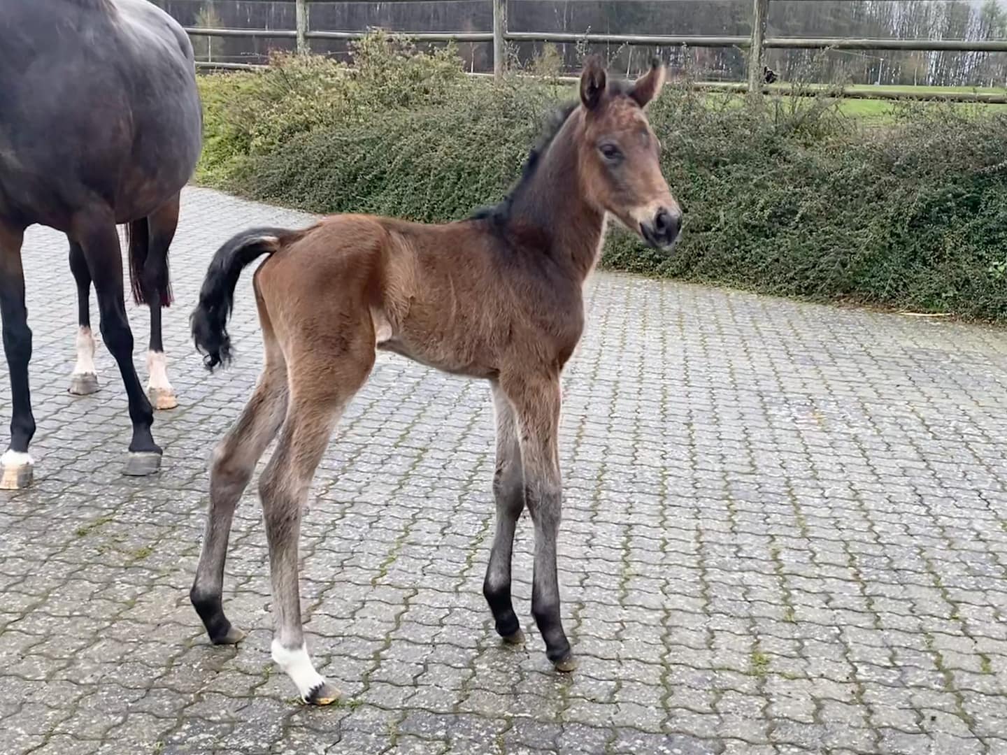 Thumbnail Rose von der Mittelerde