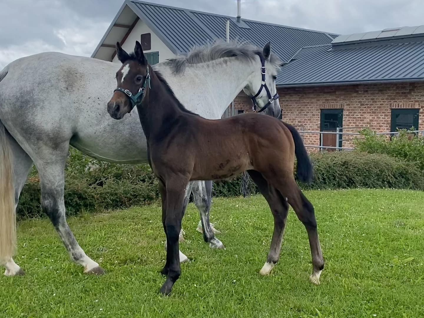 Thumbnail Dior von der Mittelerde