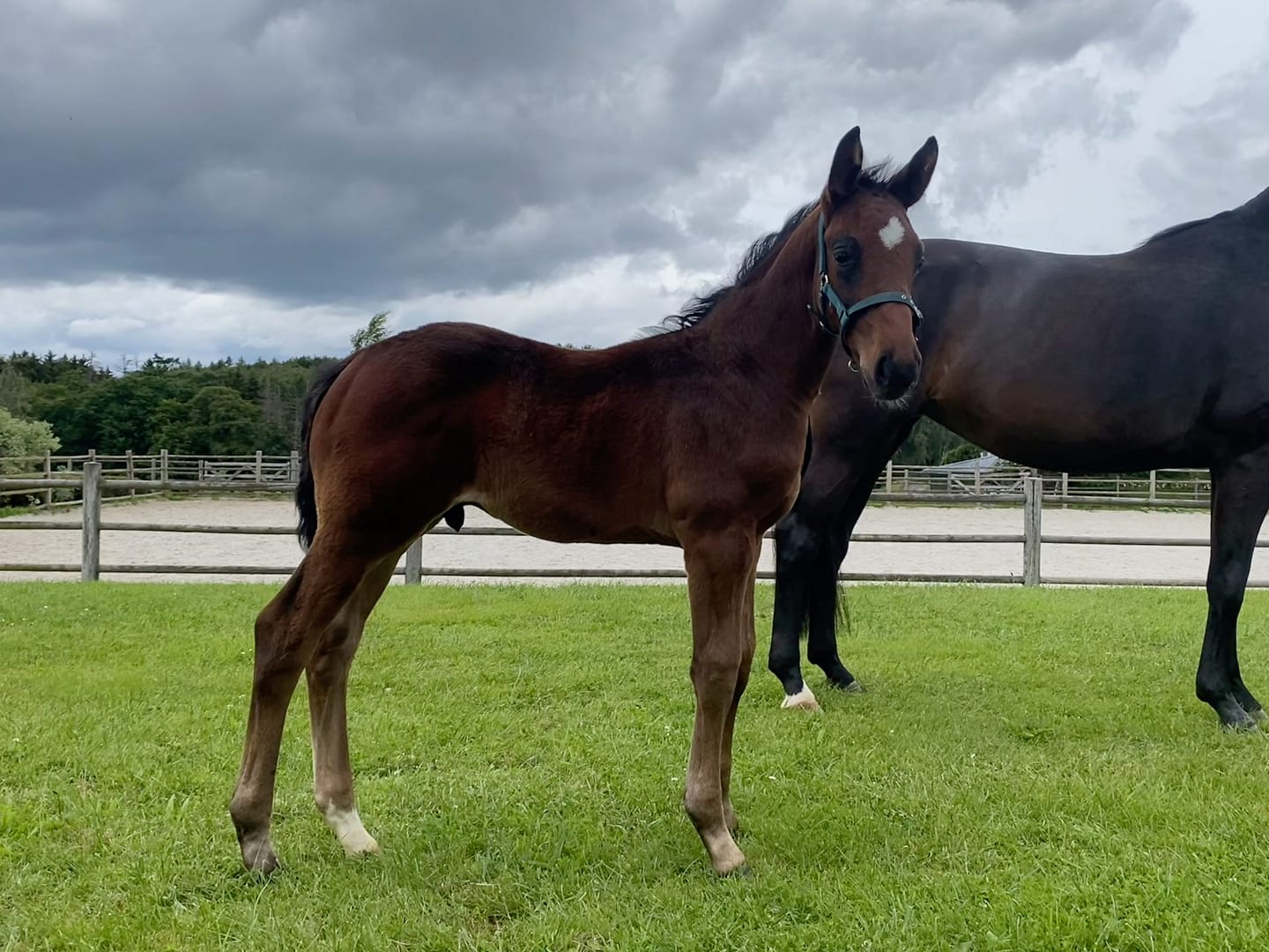 Thumbnail Aragorn von der Mittelerde