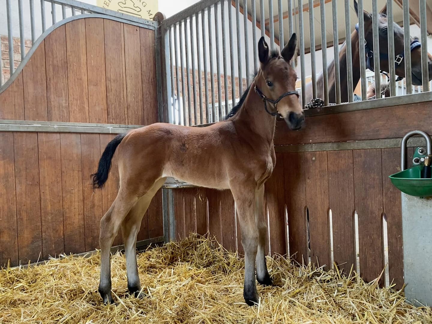 Thumbnail Ophelia von der Mittelerde