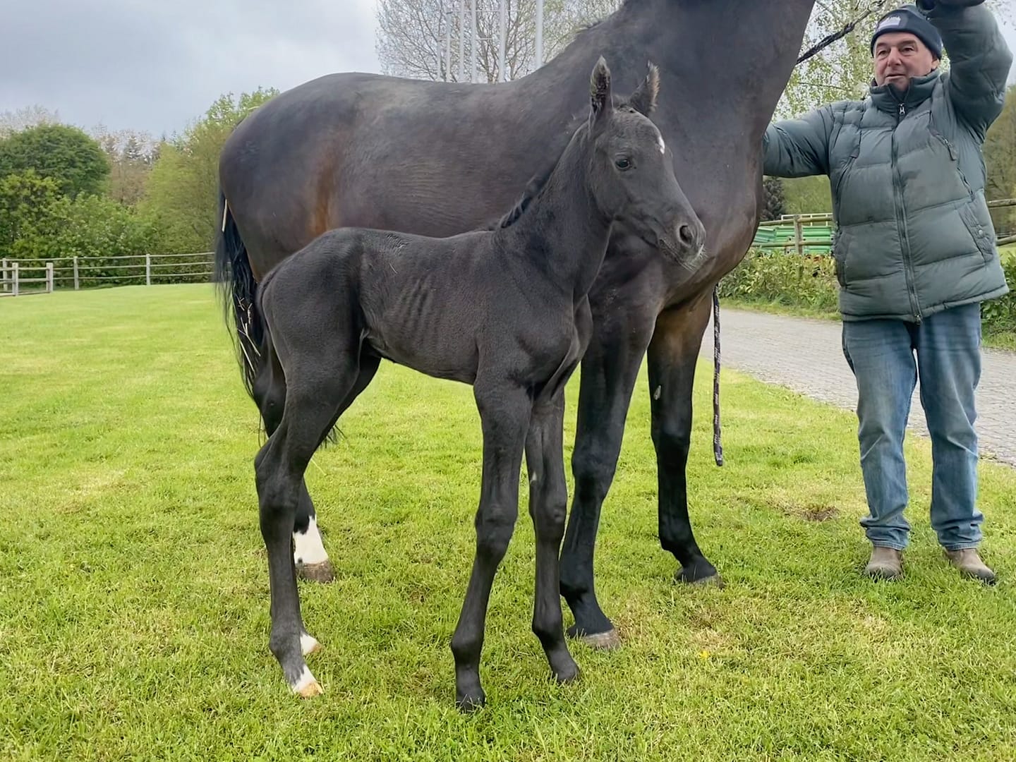 Thumbnail Gilfanon von der Mittelerde