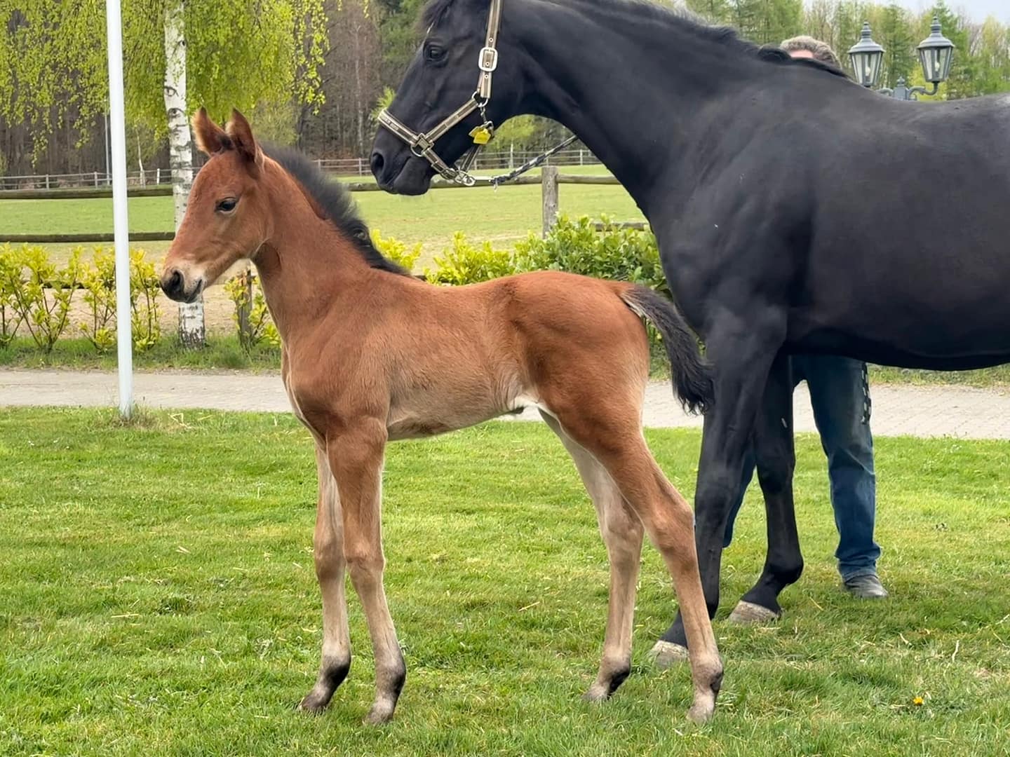 Thumbnail Evermind von der Mittelerde