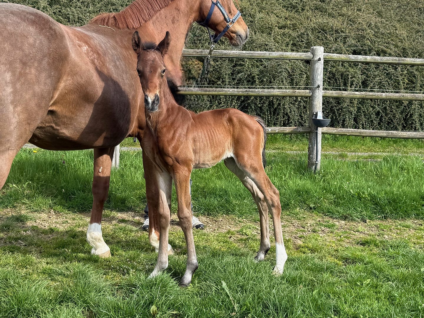 Thumbnail Duilin von der Mittelerde