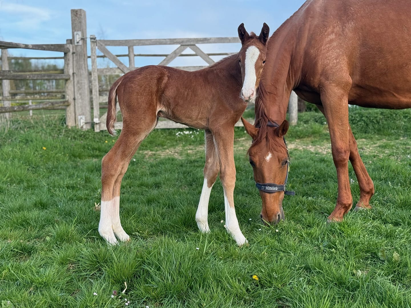 Thumbnail Durin von der Mittelerde