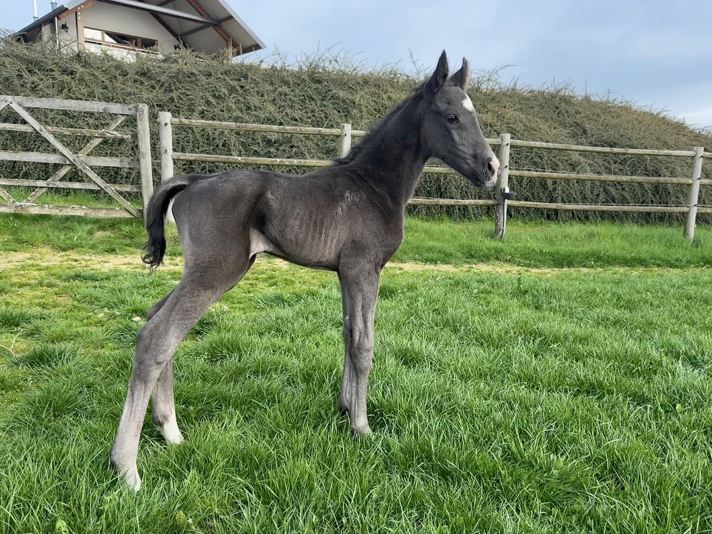 Thumbnail Dáin von der Mittelerde