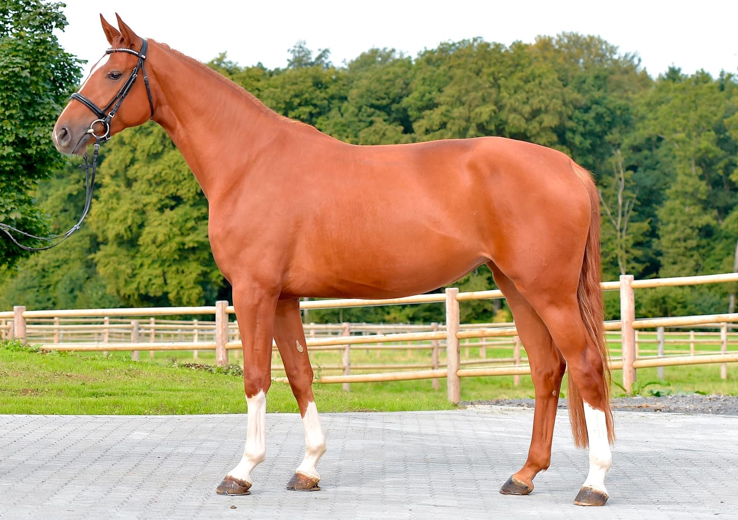 Thumbnail OS.H.Pr.St. Golden Sunshine ME