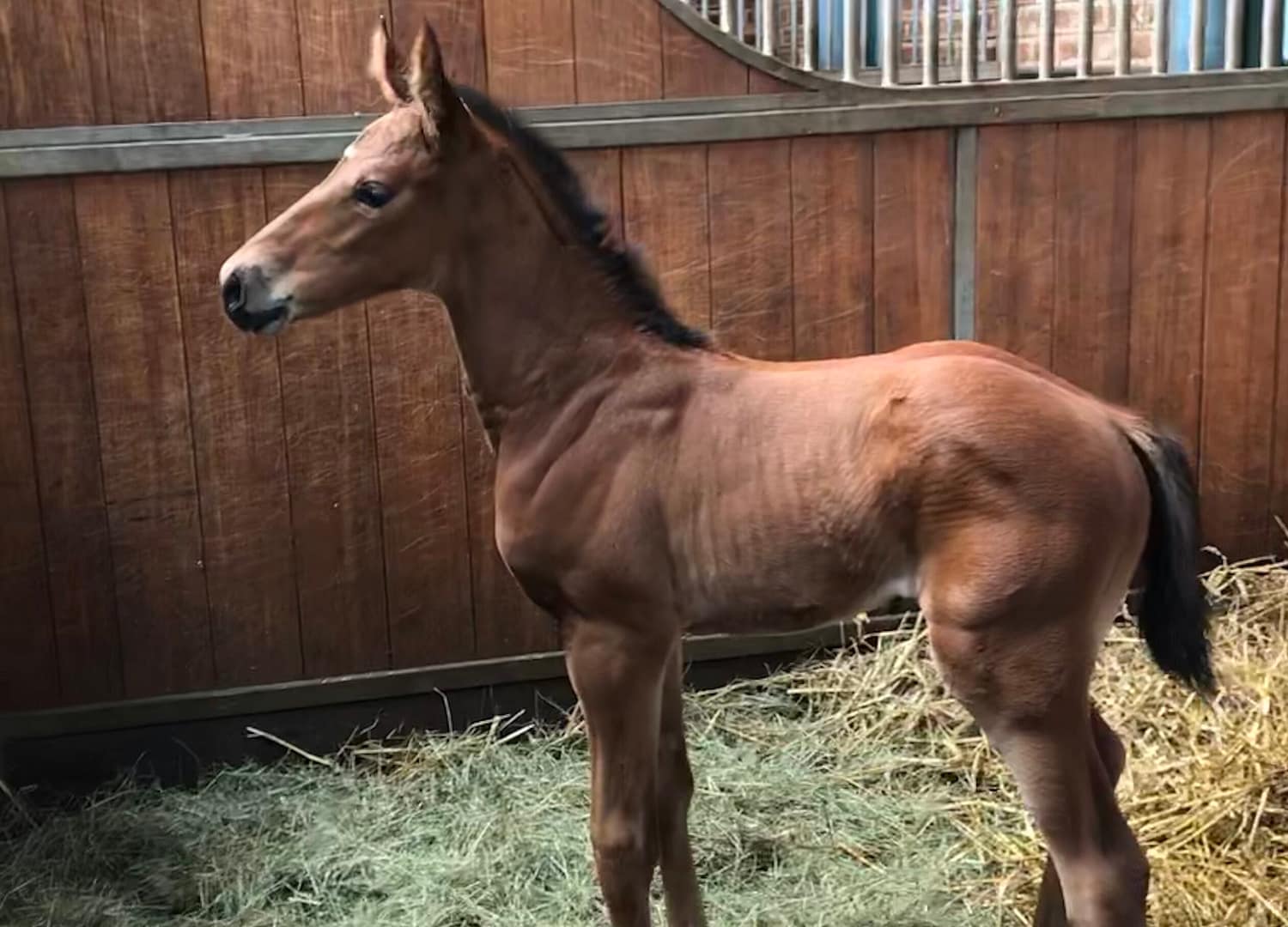 Thumbnail Kashmina ME