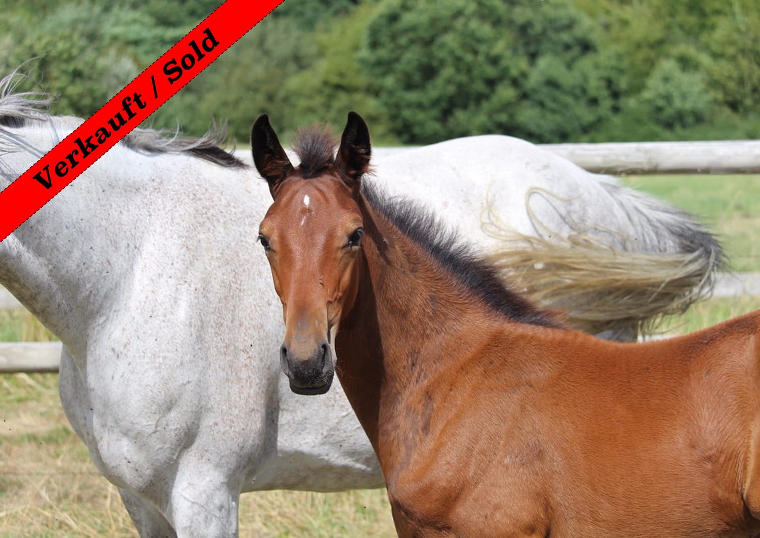 Thumbnail Qing Louie ME