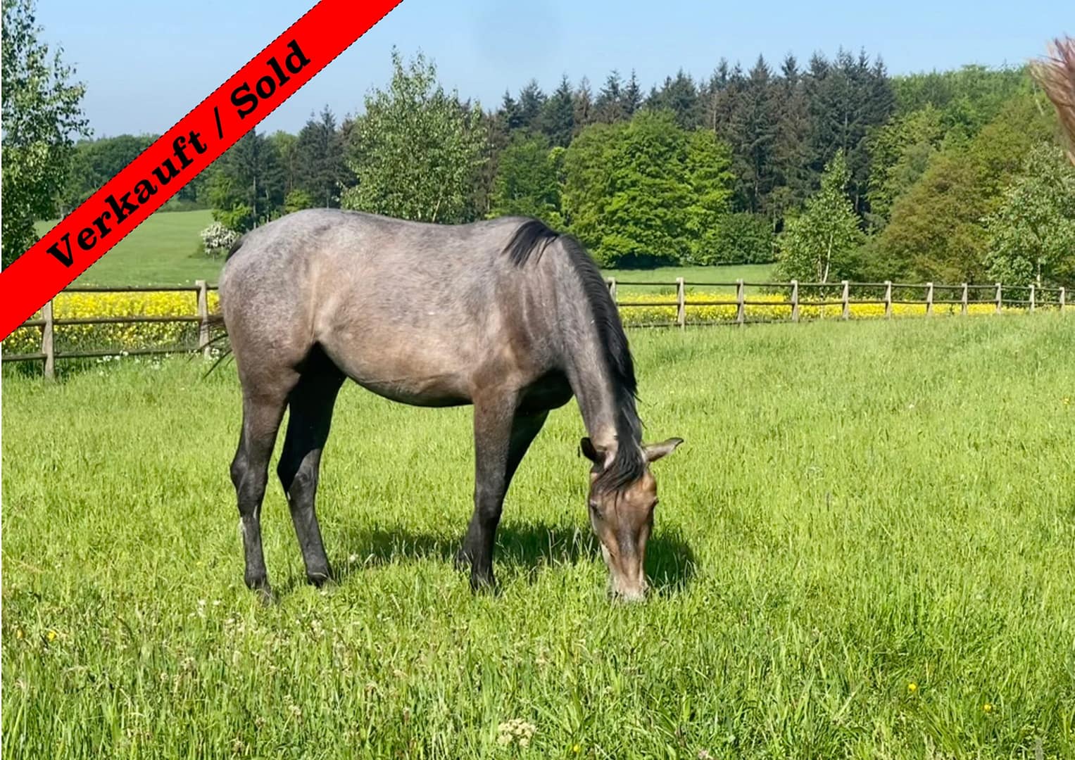 Thumbnail Calma von der Mittelerde