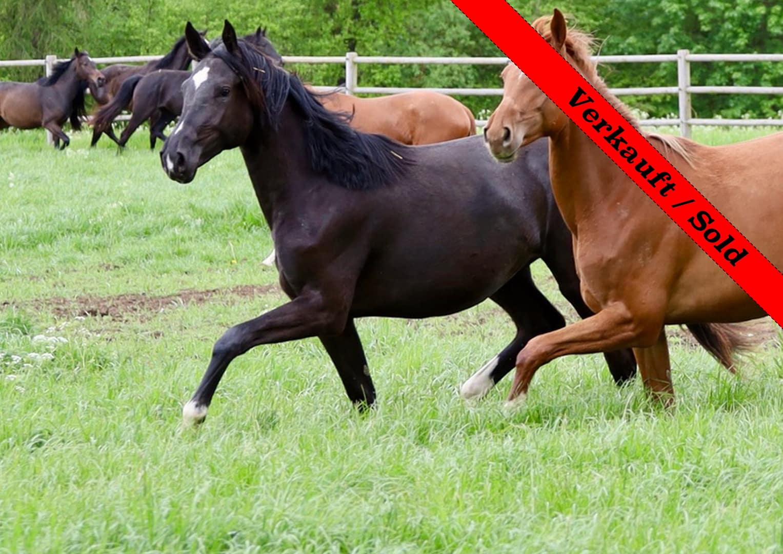 Thumbnail Estella von der Mittelerde