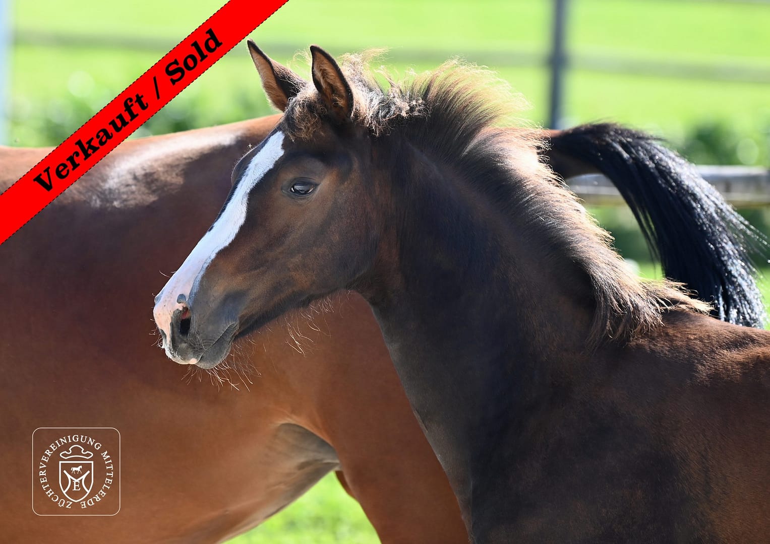 Thumbnail Quenya von der Mittelerde