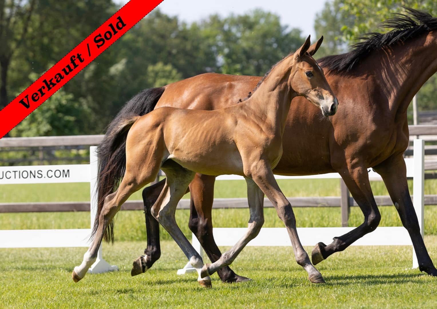 Thumbnail Adele von der Mittelerde