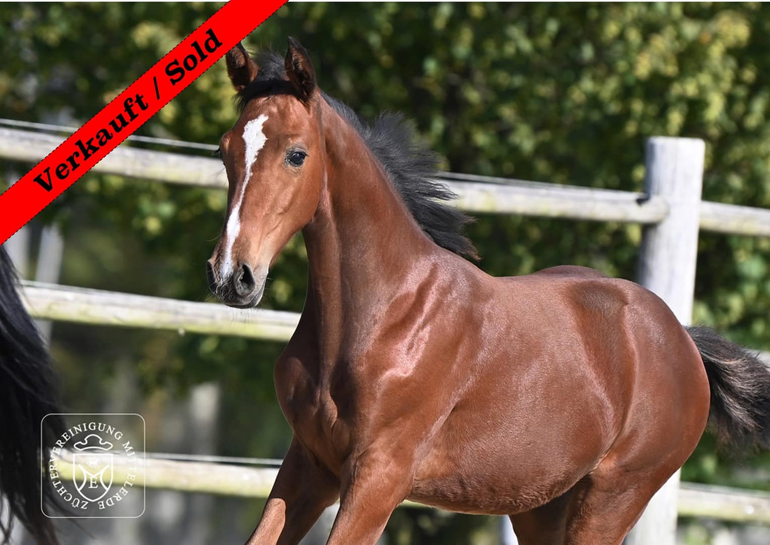 Thumbnail Vanyar von der Mittelerde