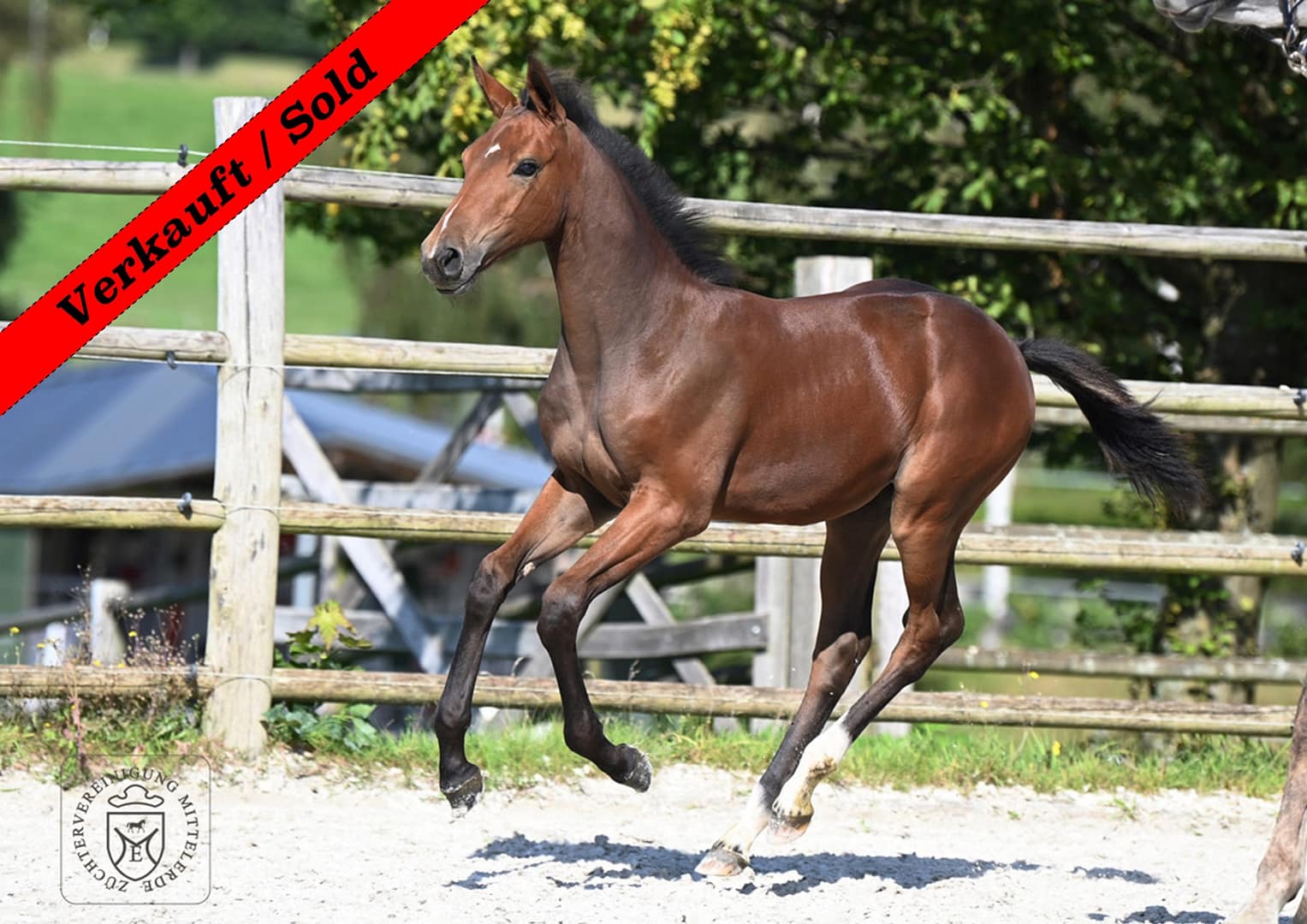 Thumbnail Carrock von der Mittelerde