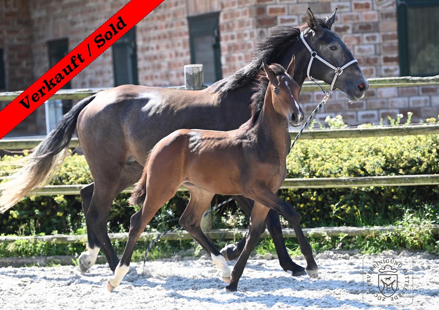 Thumbnail Curufin von der Mittelerde