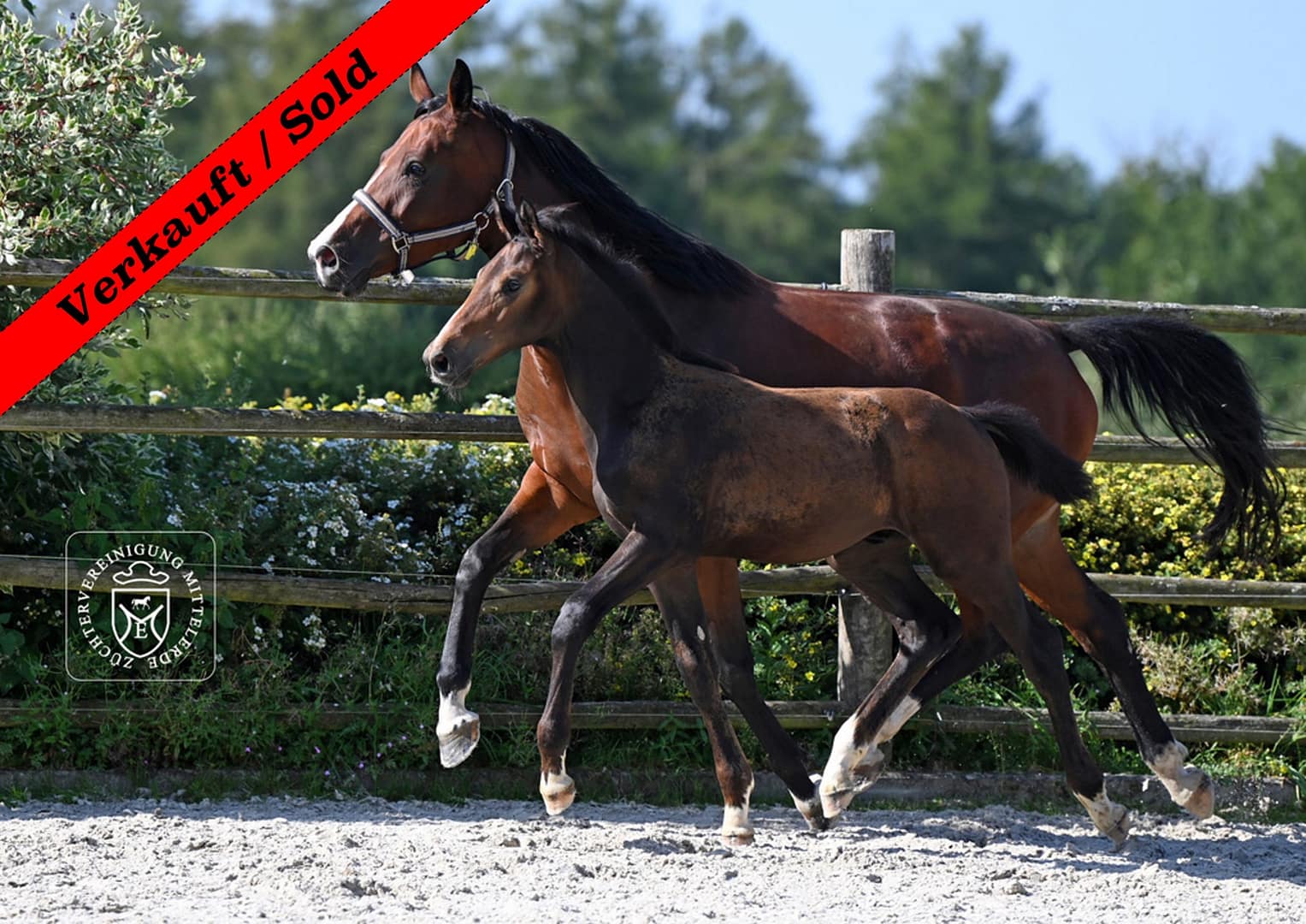 Thumbnail Mein Schatz von der Mittelerde