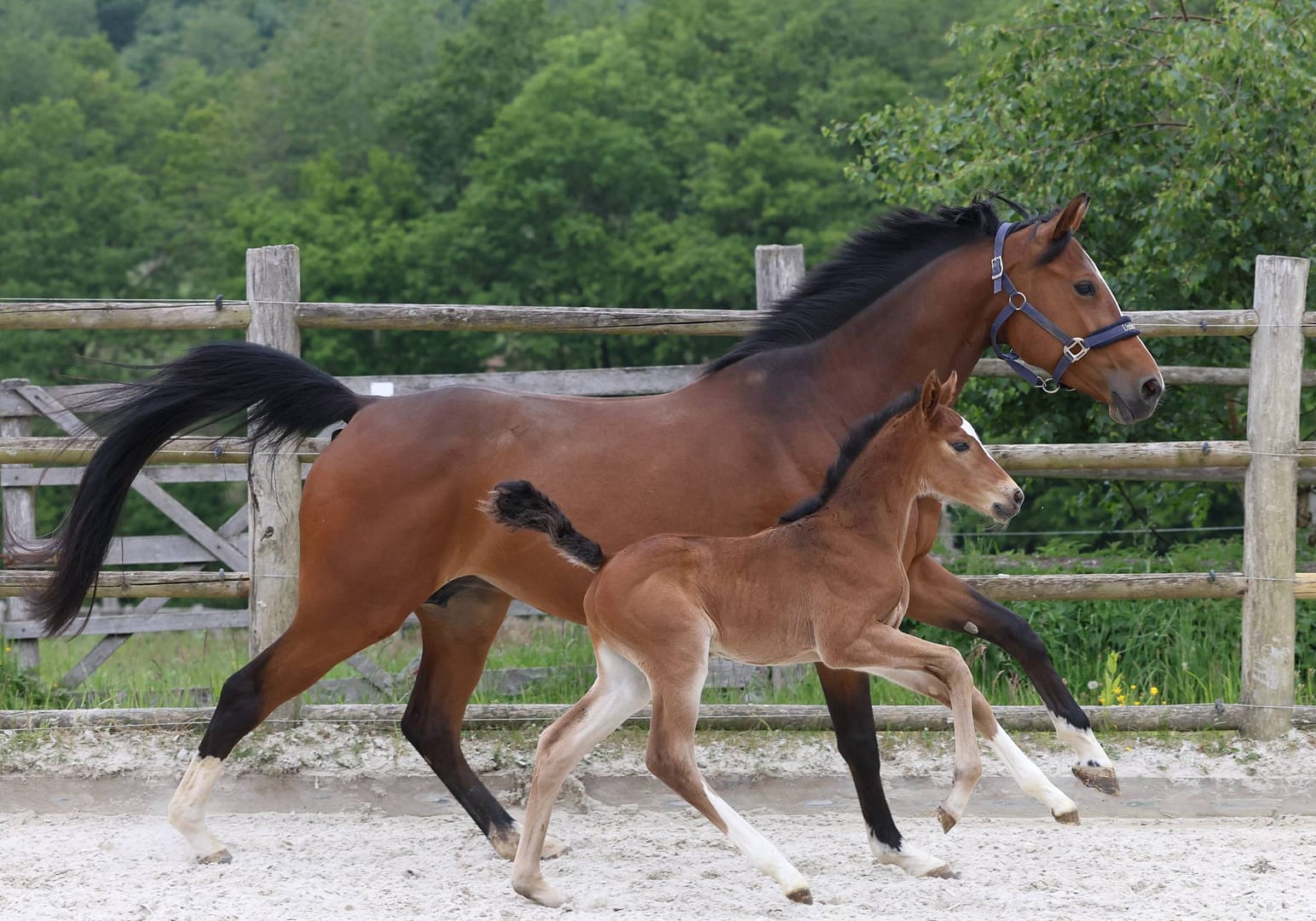 Thumbnail Umbar von der Mittelerde