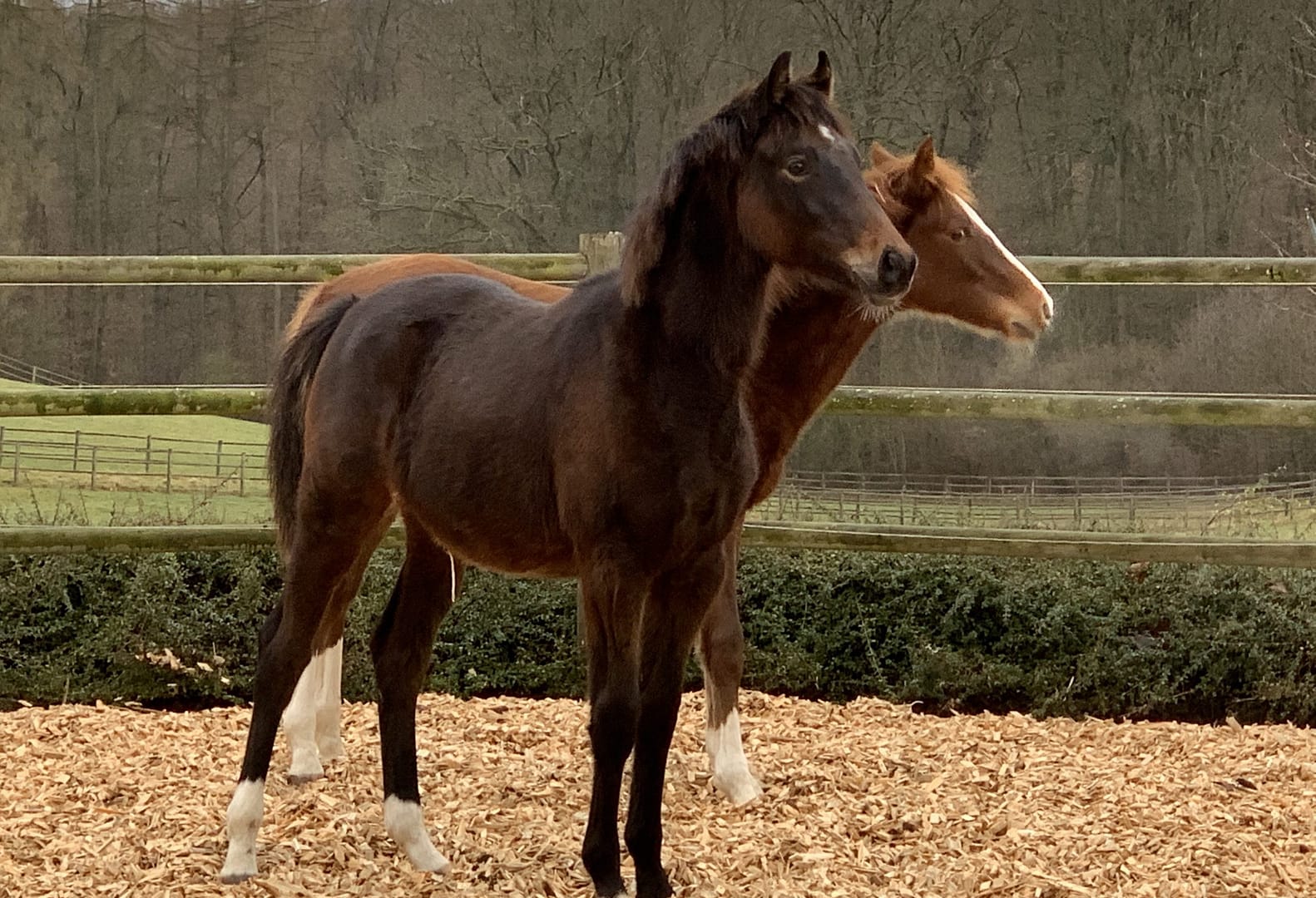 Thumbnail Olivia van’t Breezerhof