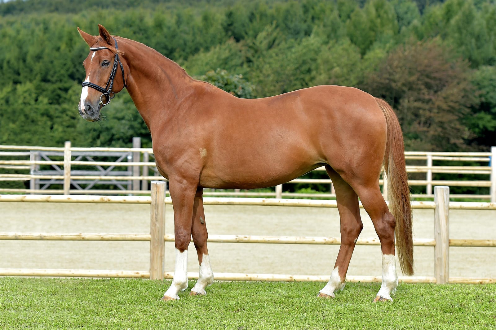 Thumbnail St.Pr./L.St.-S Dona Marzia