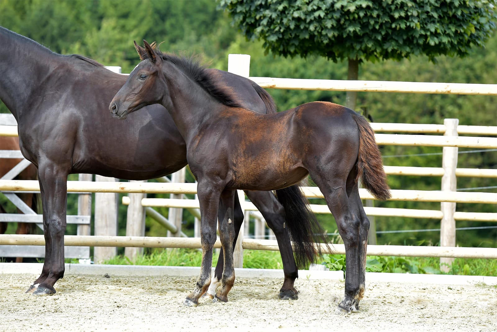 Thumbnail Early Bird ME