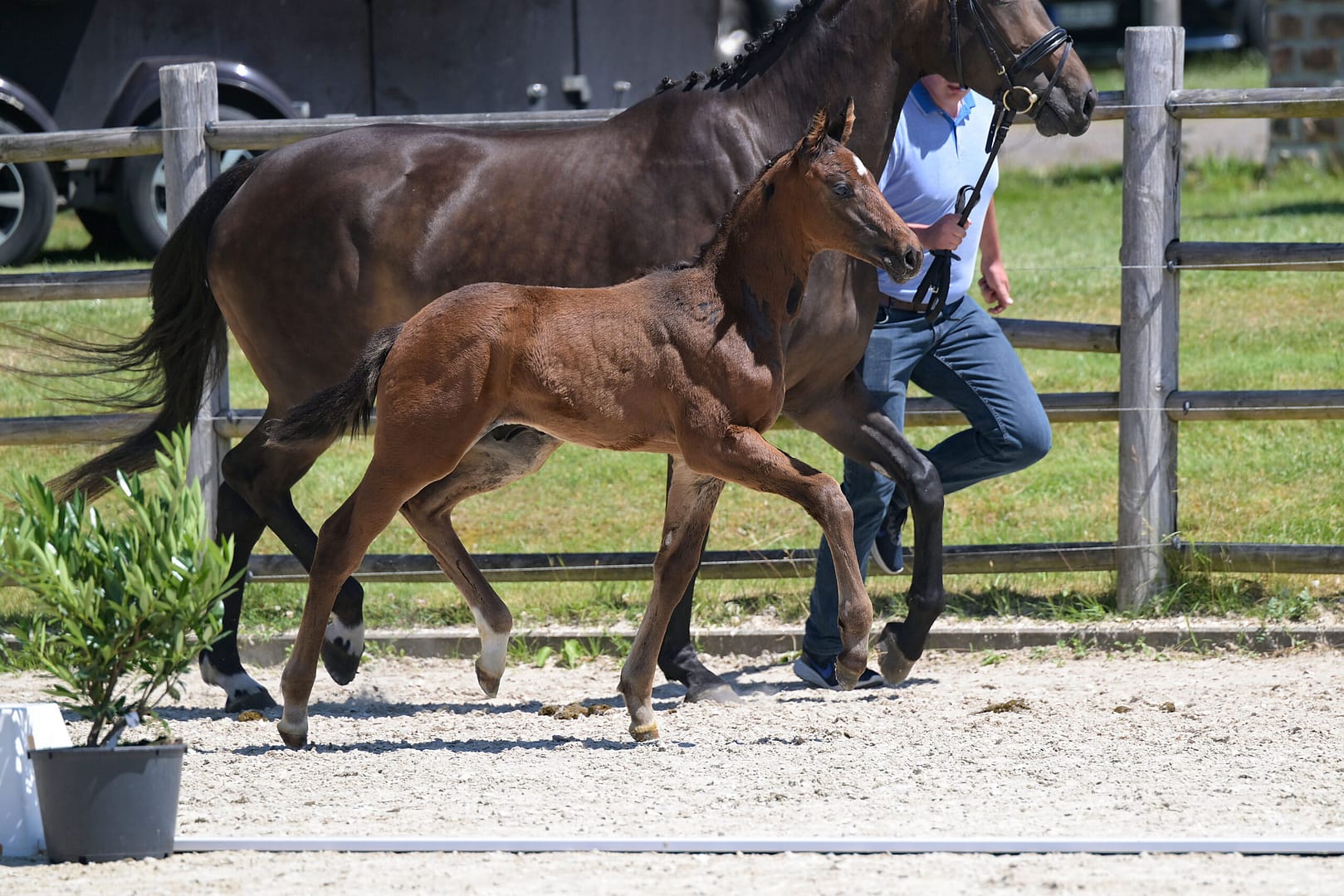 Thumbnail Hobbit von der Mittelerde