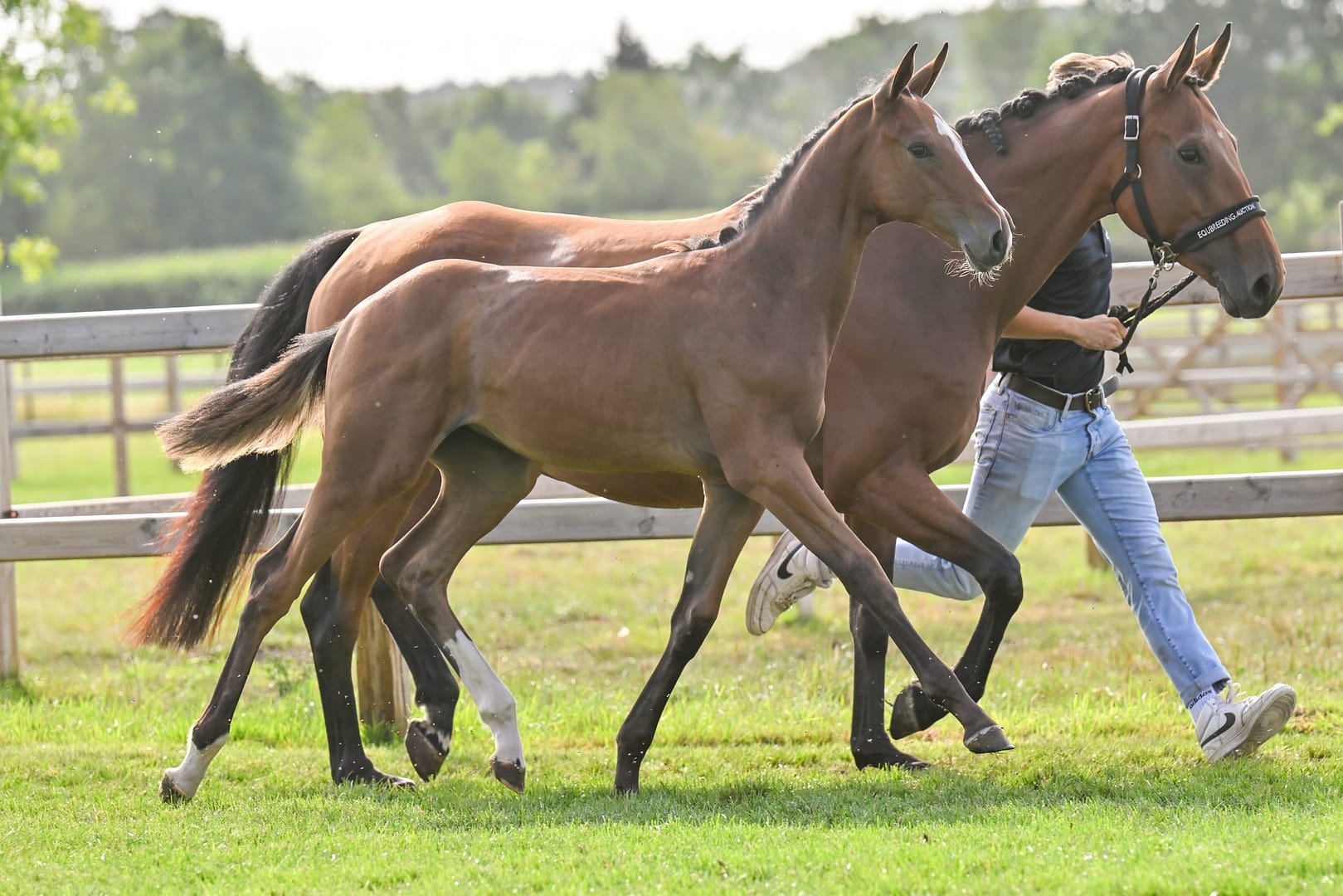 Thumbnail Elenya von der Mittelerde