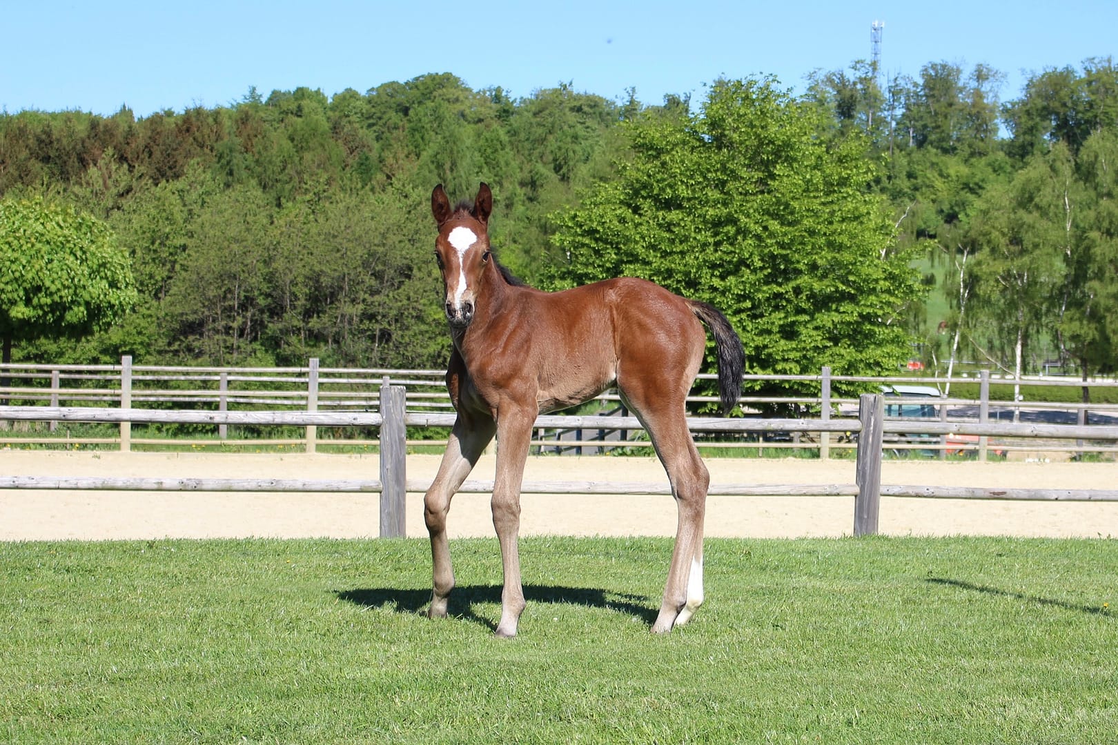 Thumbnail Djakarta ME