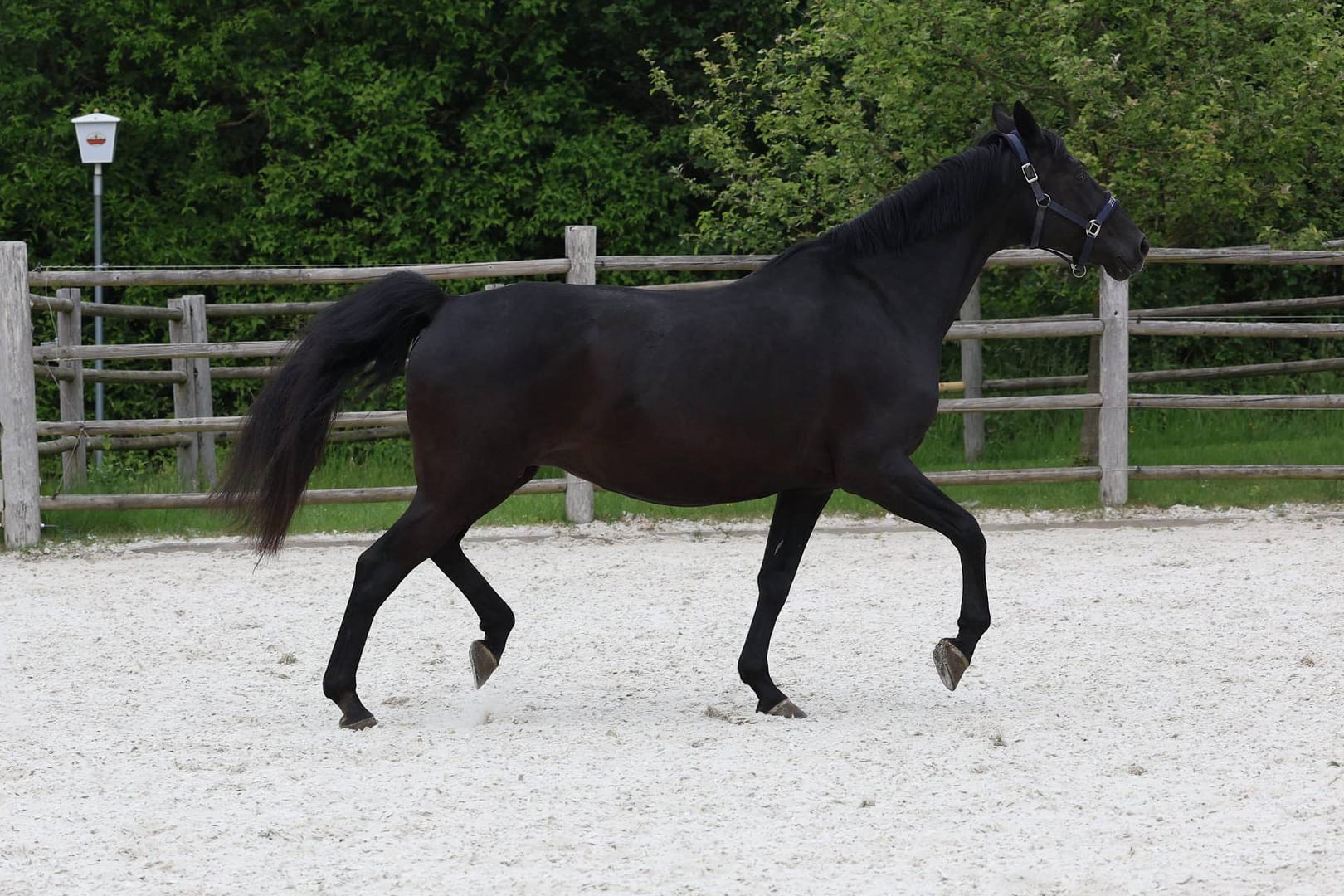 Thumbnail St.Pr.St./Elite St. Loretta