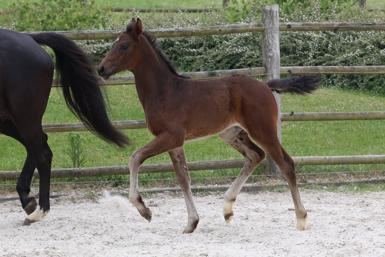Thumbnail Calenia von der Mittelerde