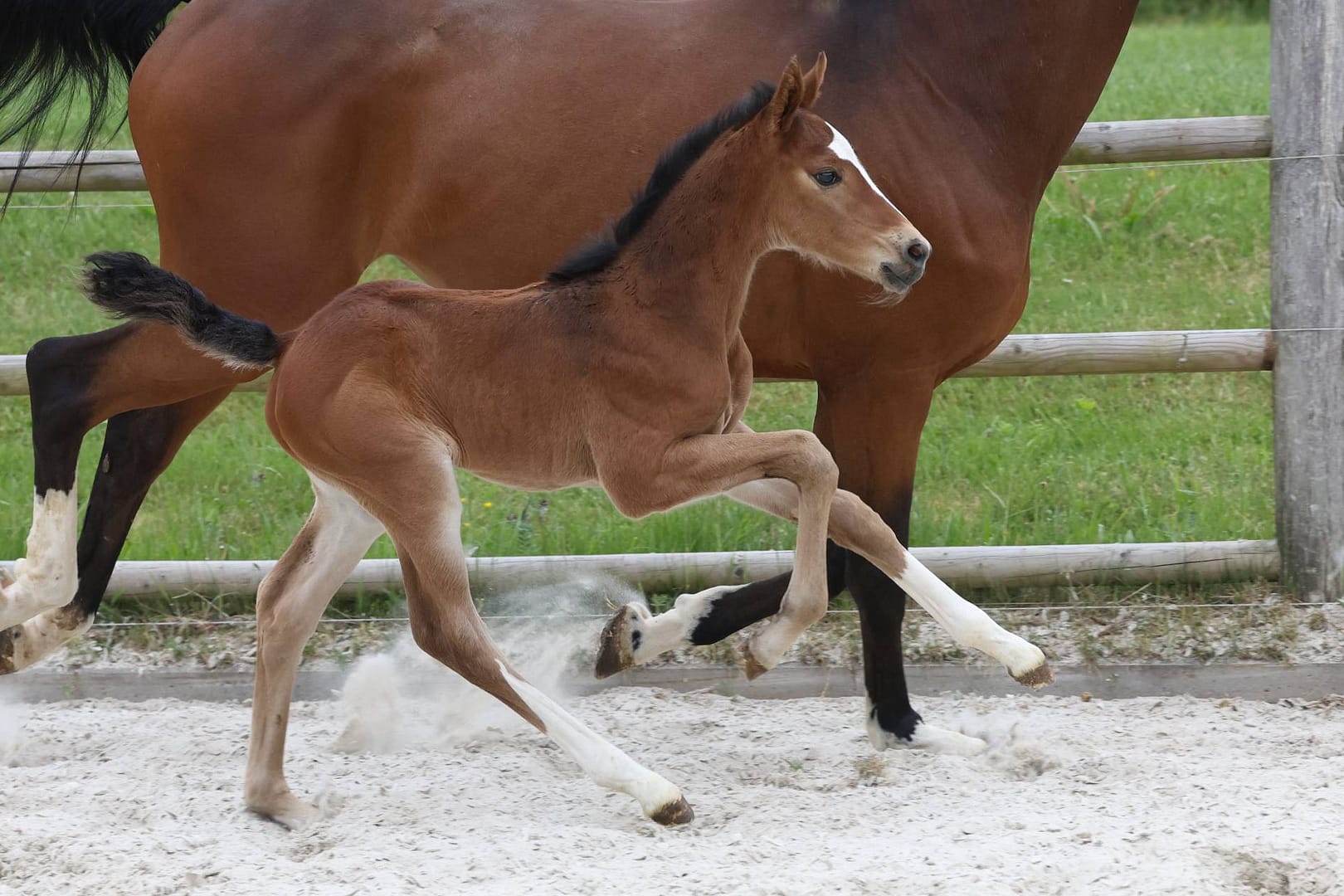 Thumbnail Doriath von der Mittelerde