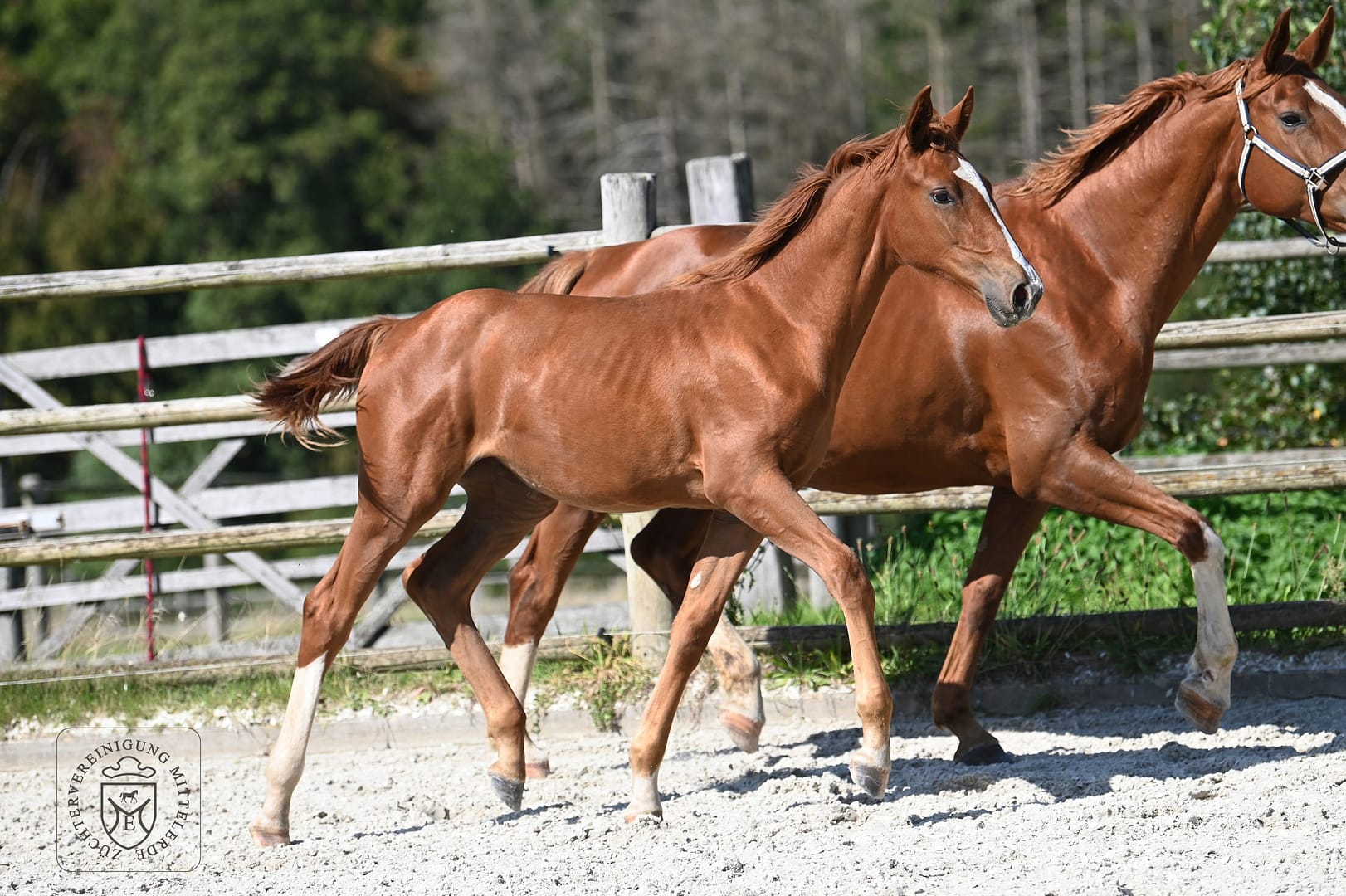 Thumbnail Carnil von der Mittelerde