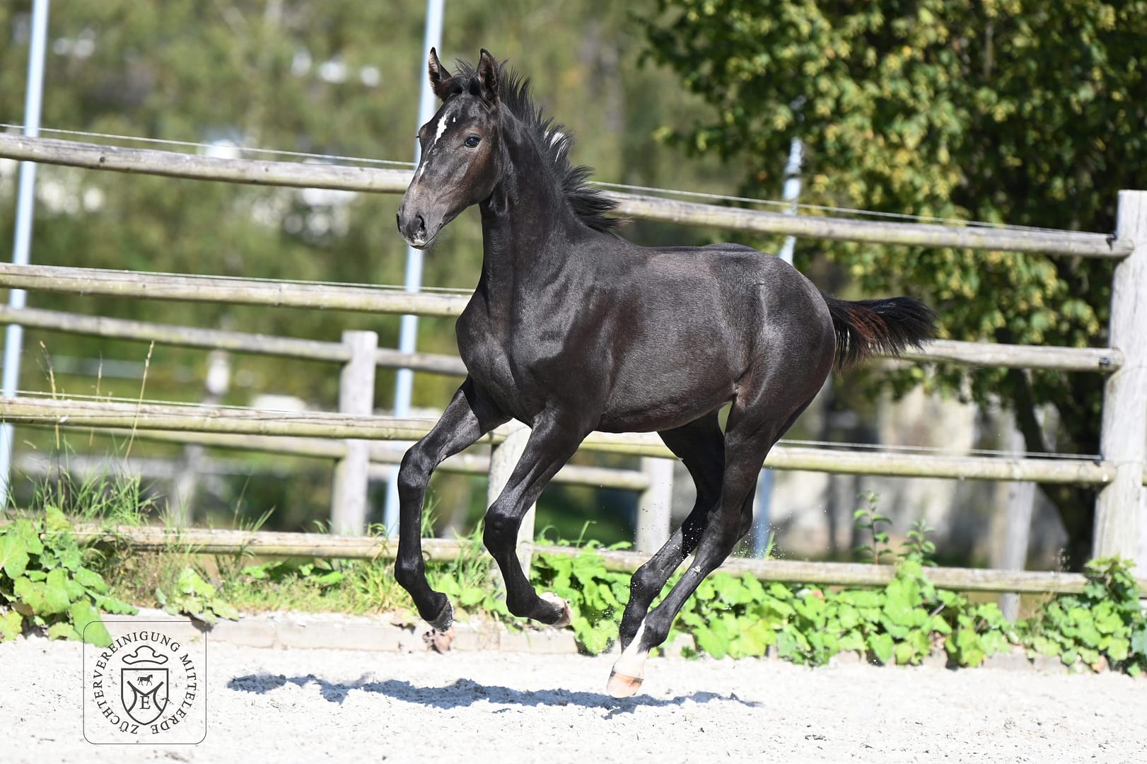 Thumbnail Ubelle von der Mittelerde