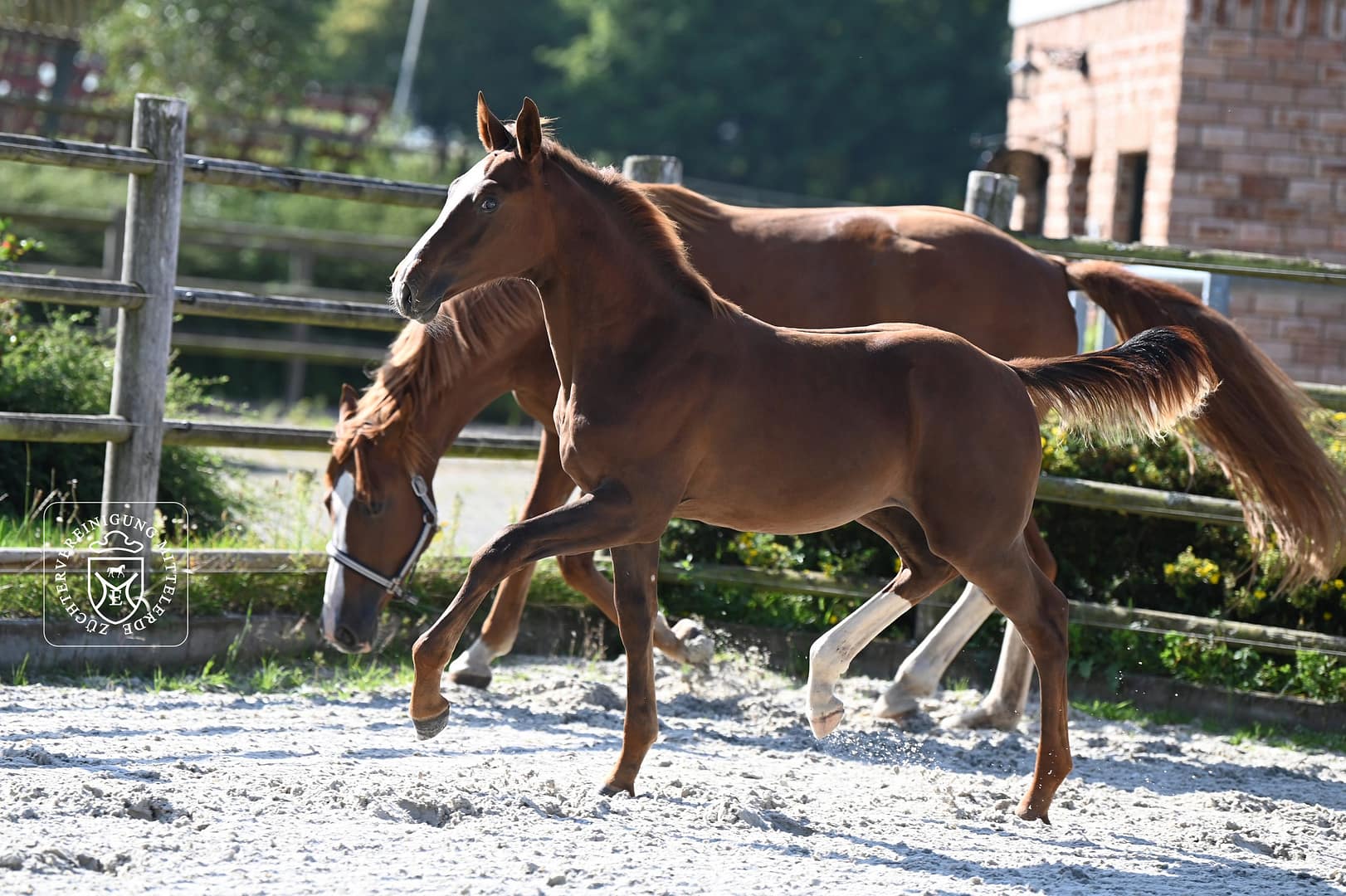 Thumbnail Jay von der Mittelerde