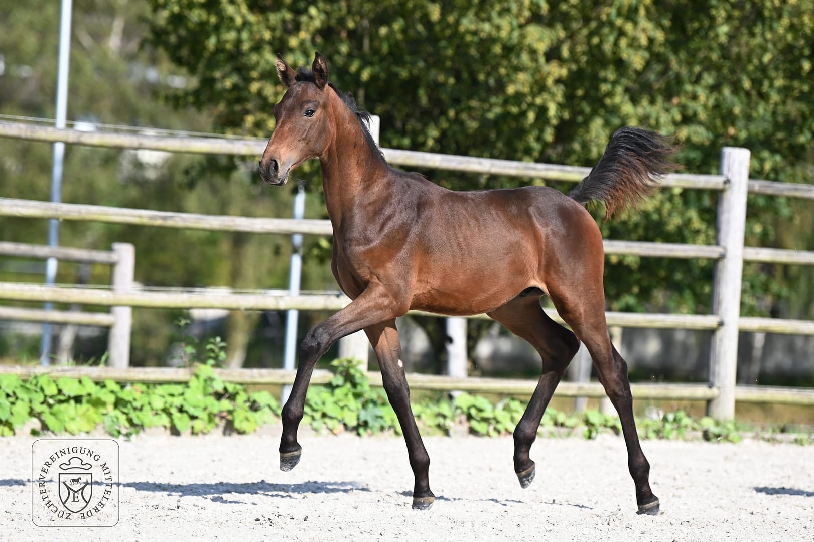 Thumbnail Cirdan von der Mittelerde