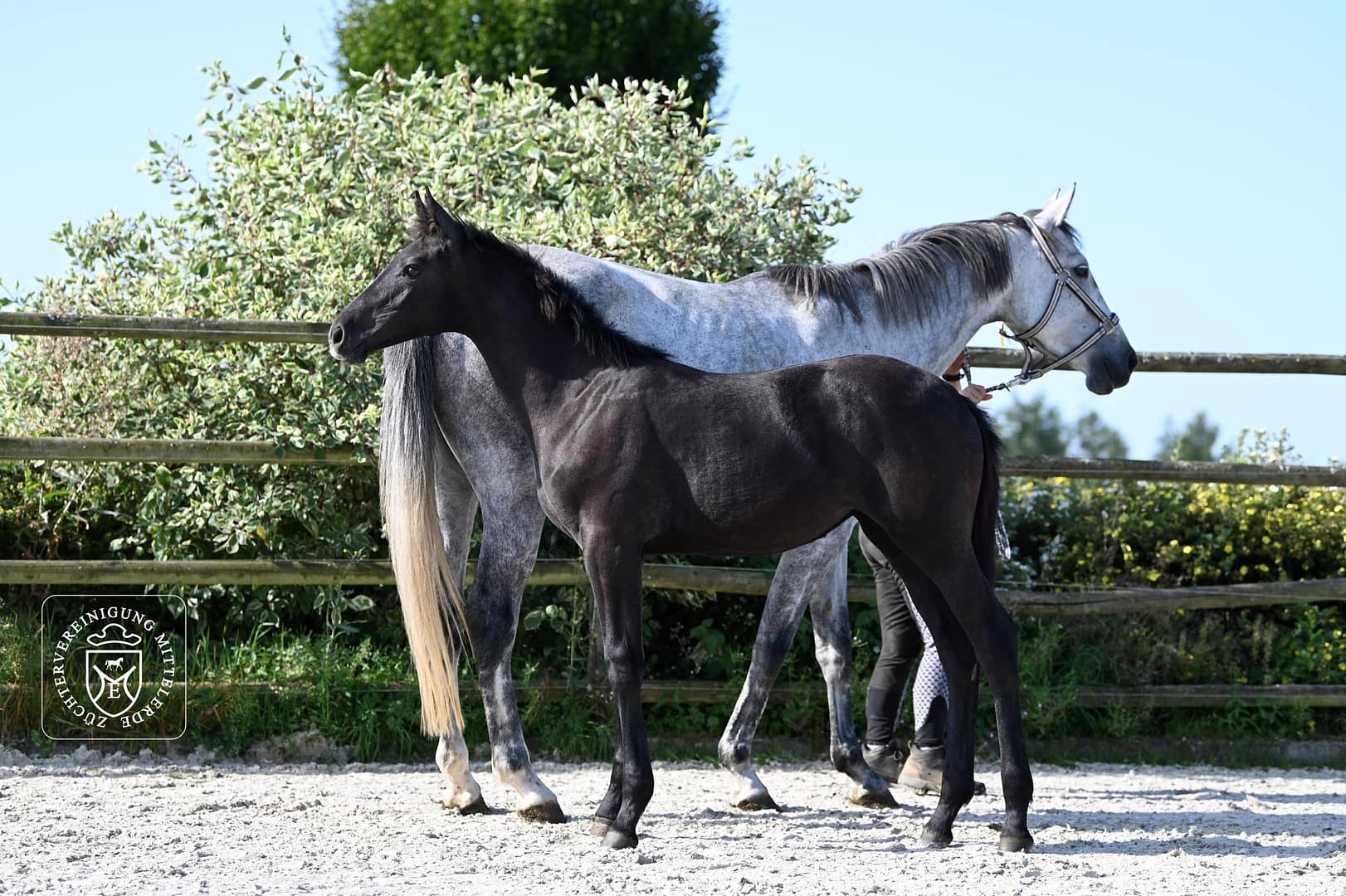 Thumbnail Querida von der Mittelerde