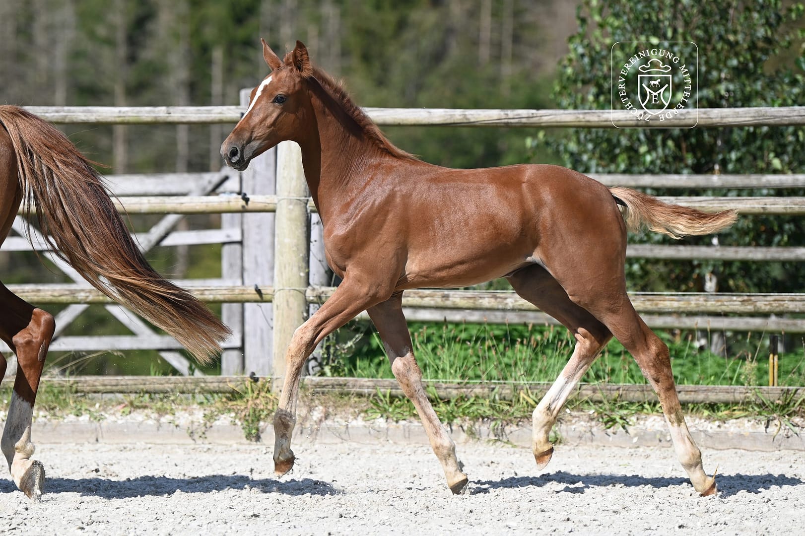 Thumbnail Esmeralda von der Mittelerde